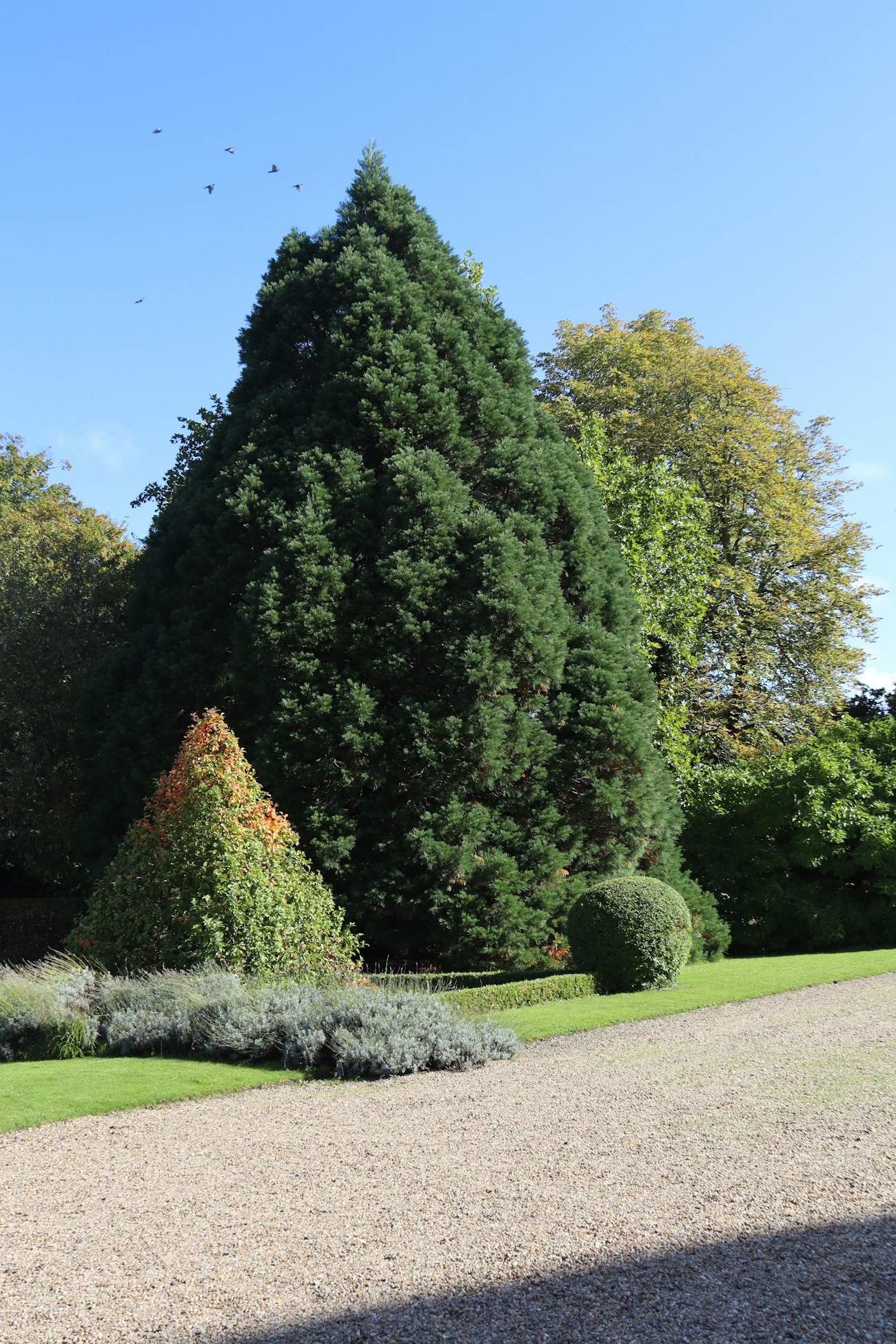 Clipped evergreen topiary beside a crushed-stone garden walk