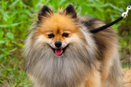 A fluffy pomeranian dog on a leash outdoors.