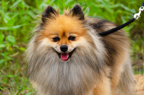 A fluffy pomeranian dog on a leash outdoors.