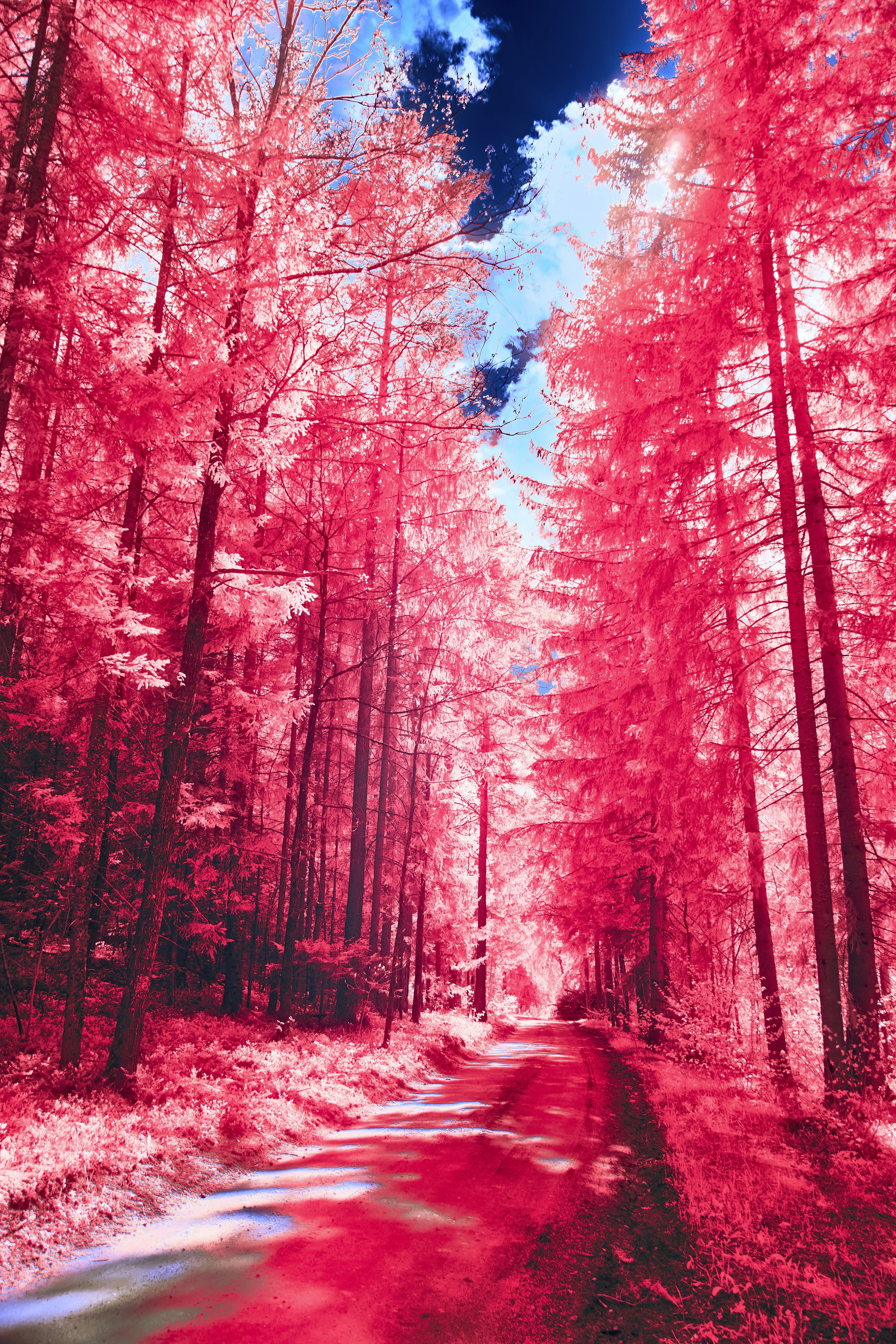 Photo by wolfgang_hasselmann