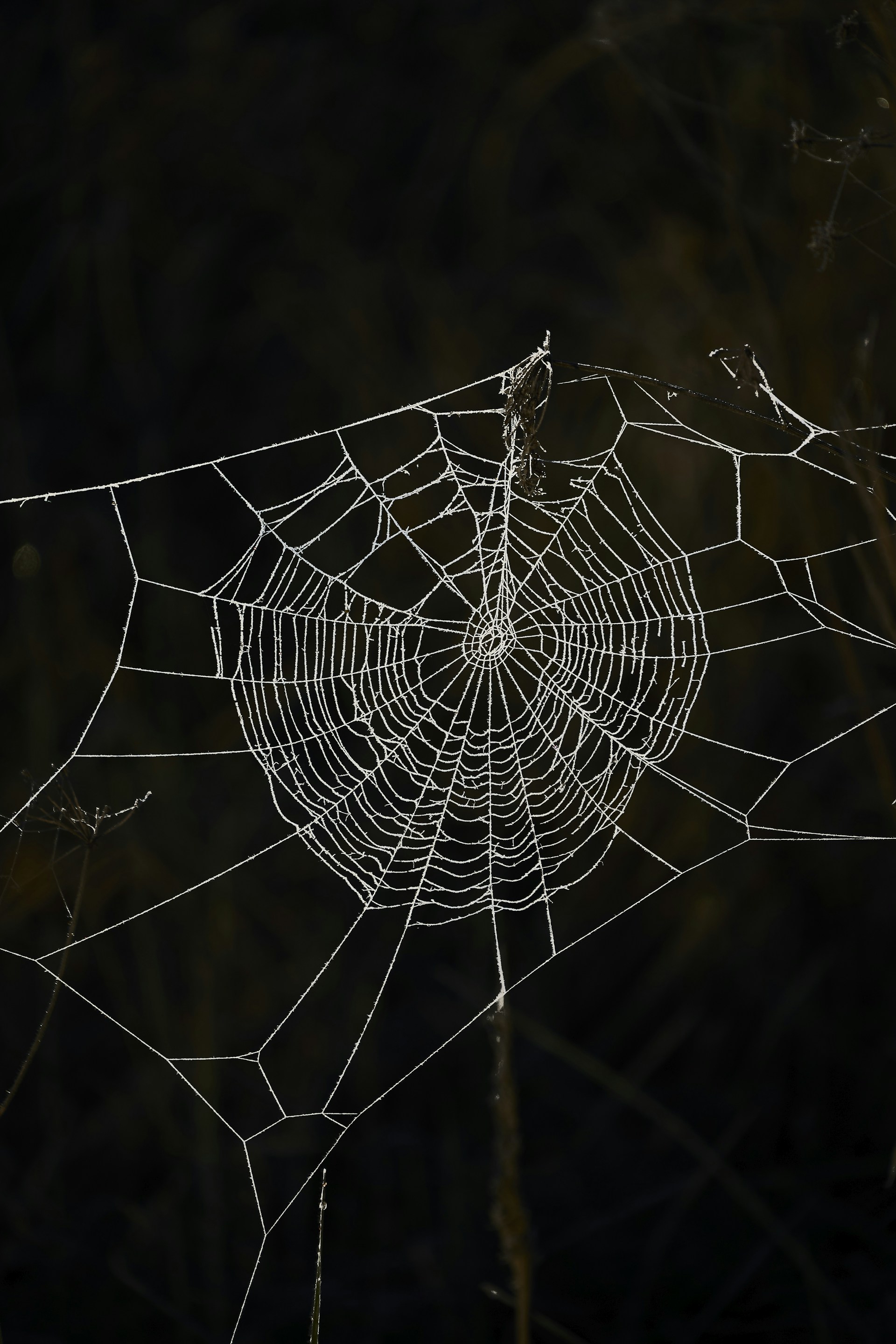 Frost-covered spiderweb on a dark background.