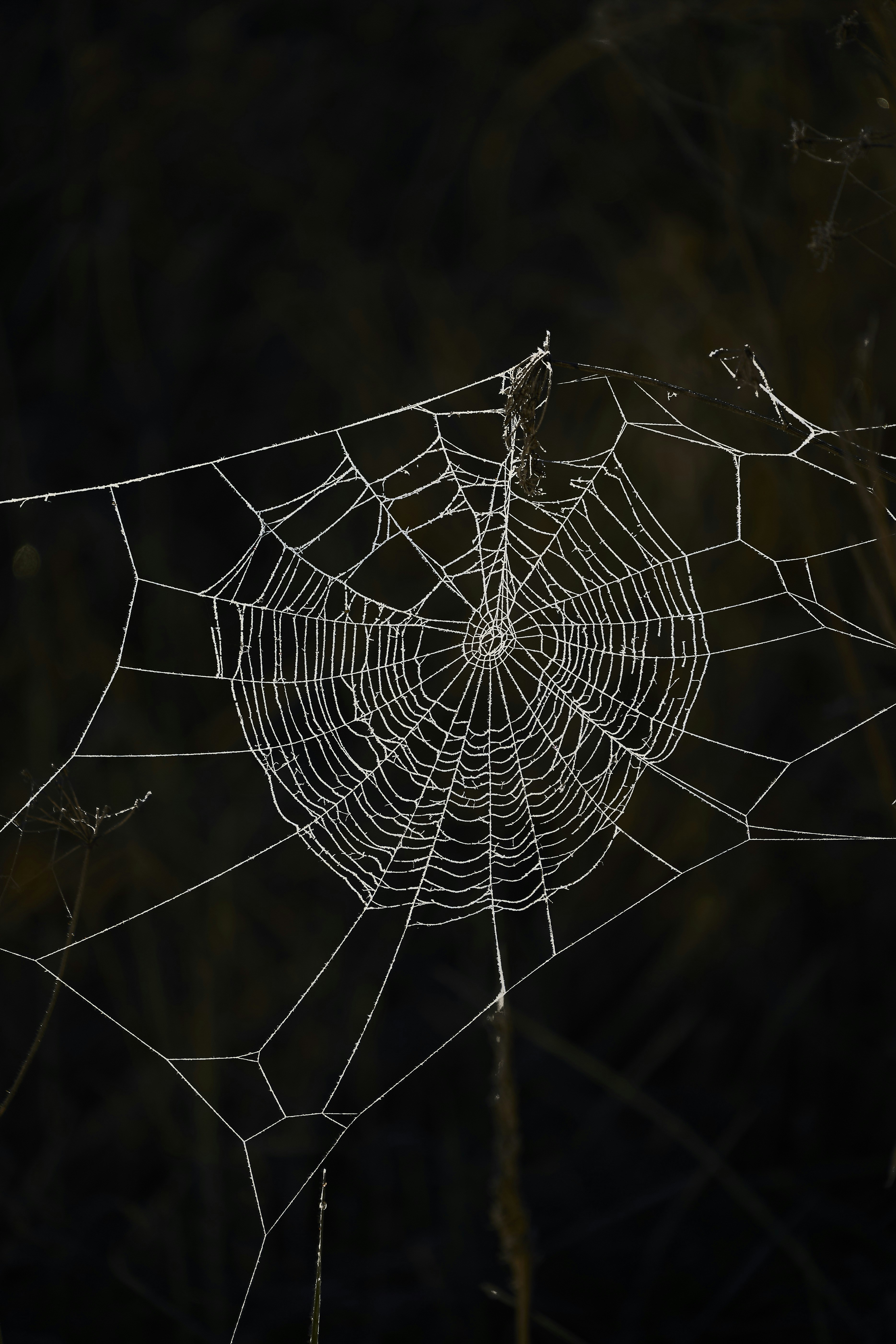 Frost-covered spiderweb on a dark background.