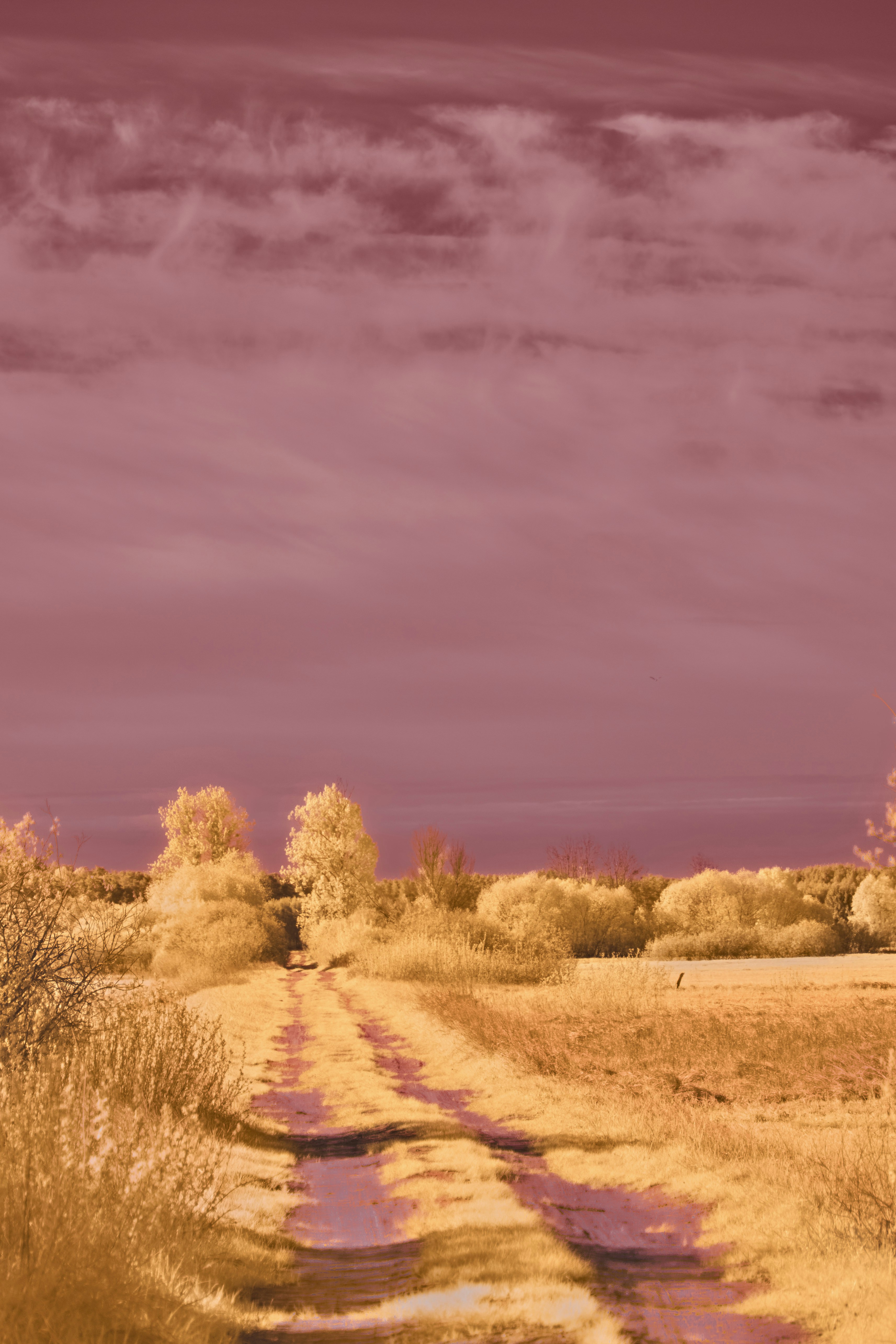 Photo by wolfgang_hasselmann