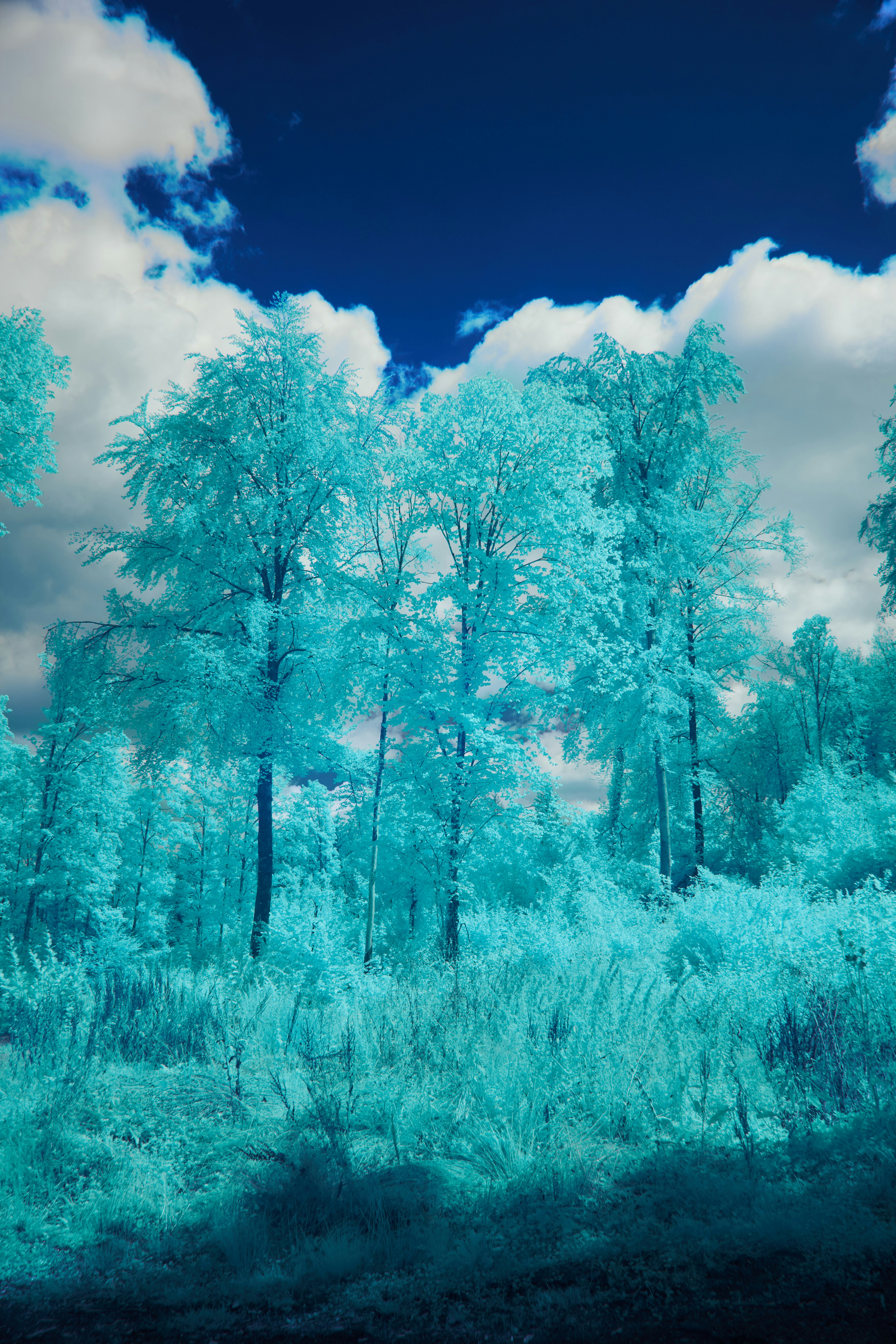 Photo by wolfgang_hasselmann