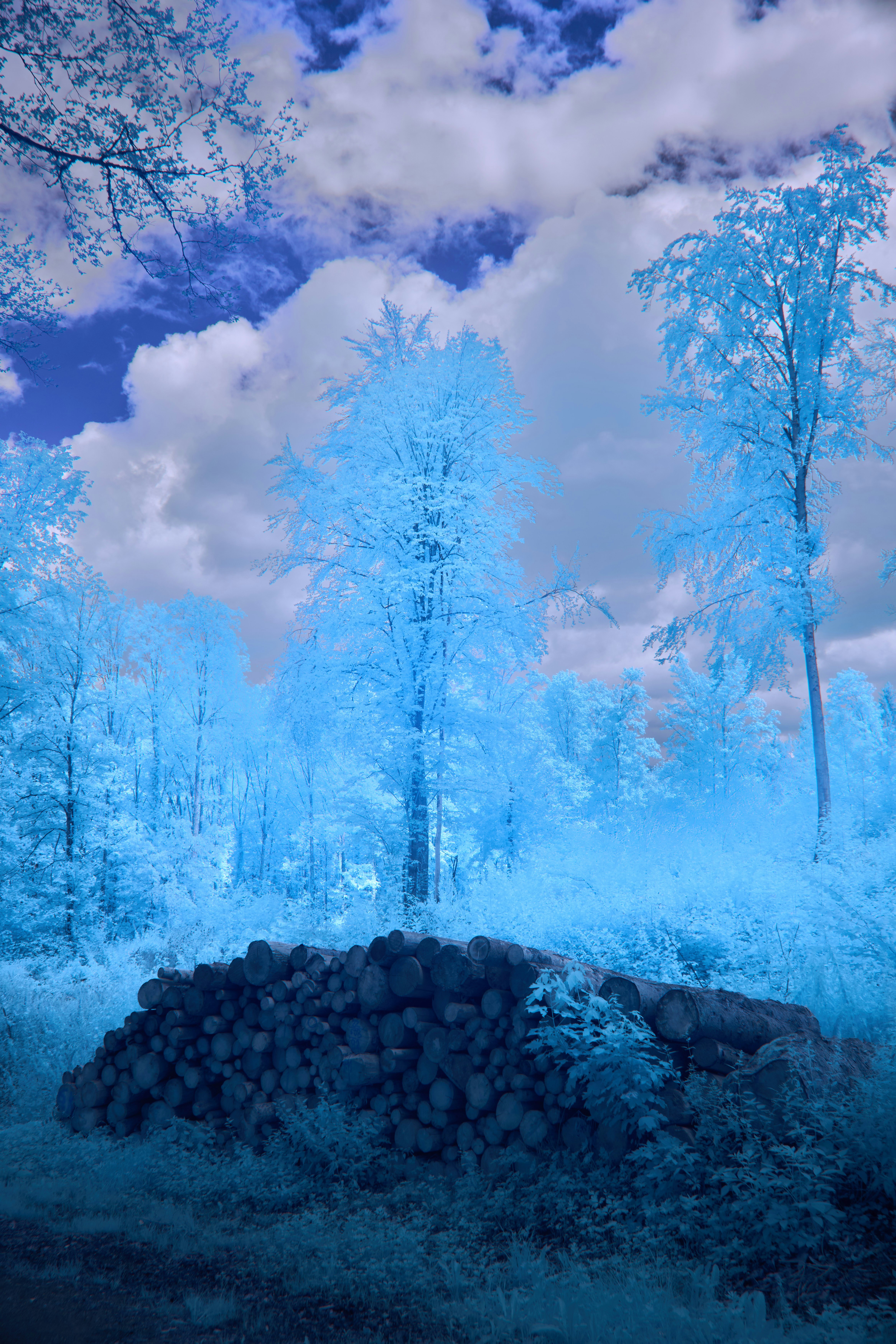 Photo by wolfgang_hasselmann