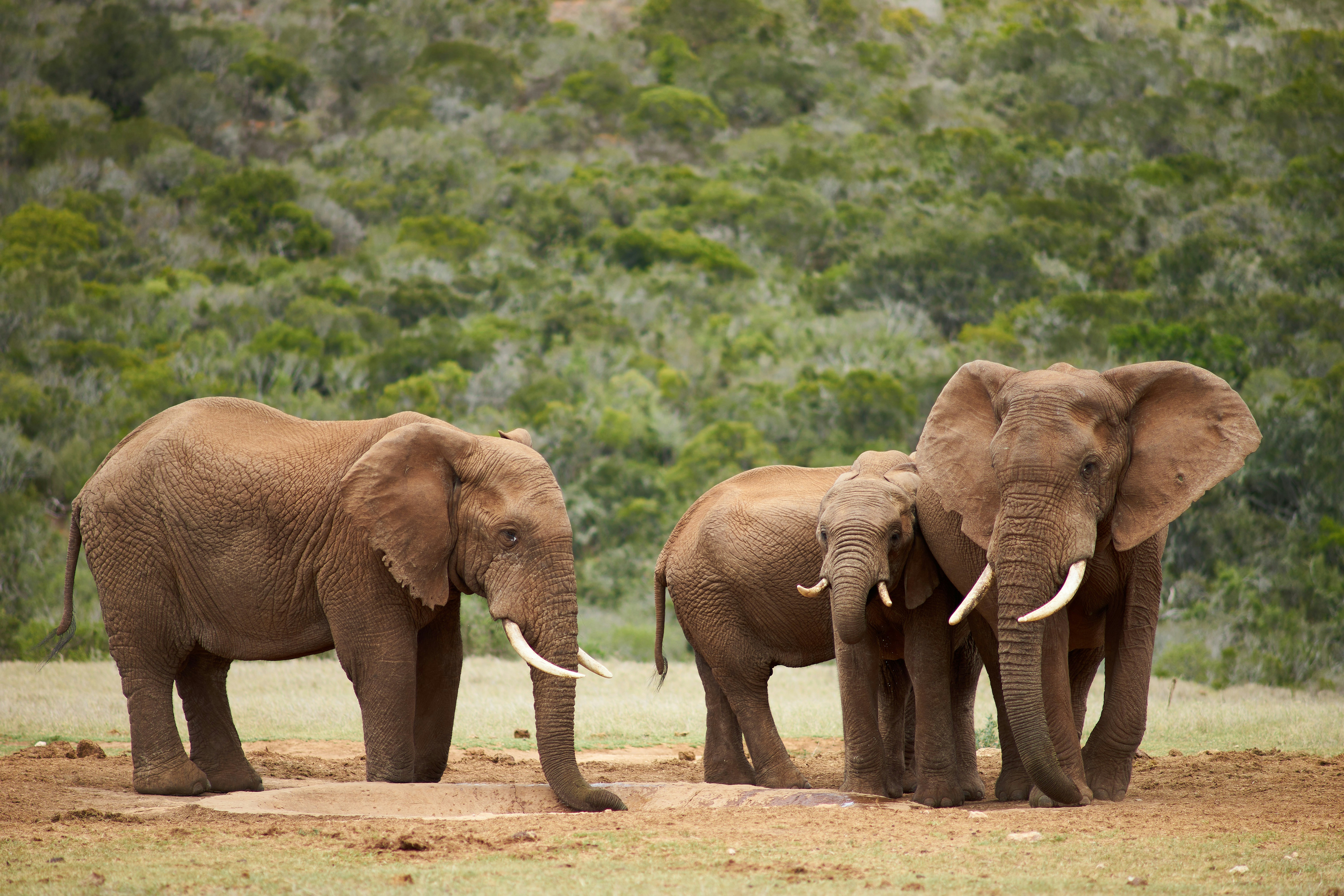 Photo by wolfgang_hasselmann