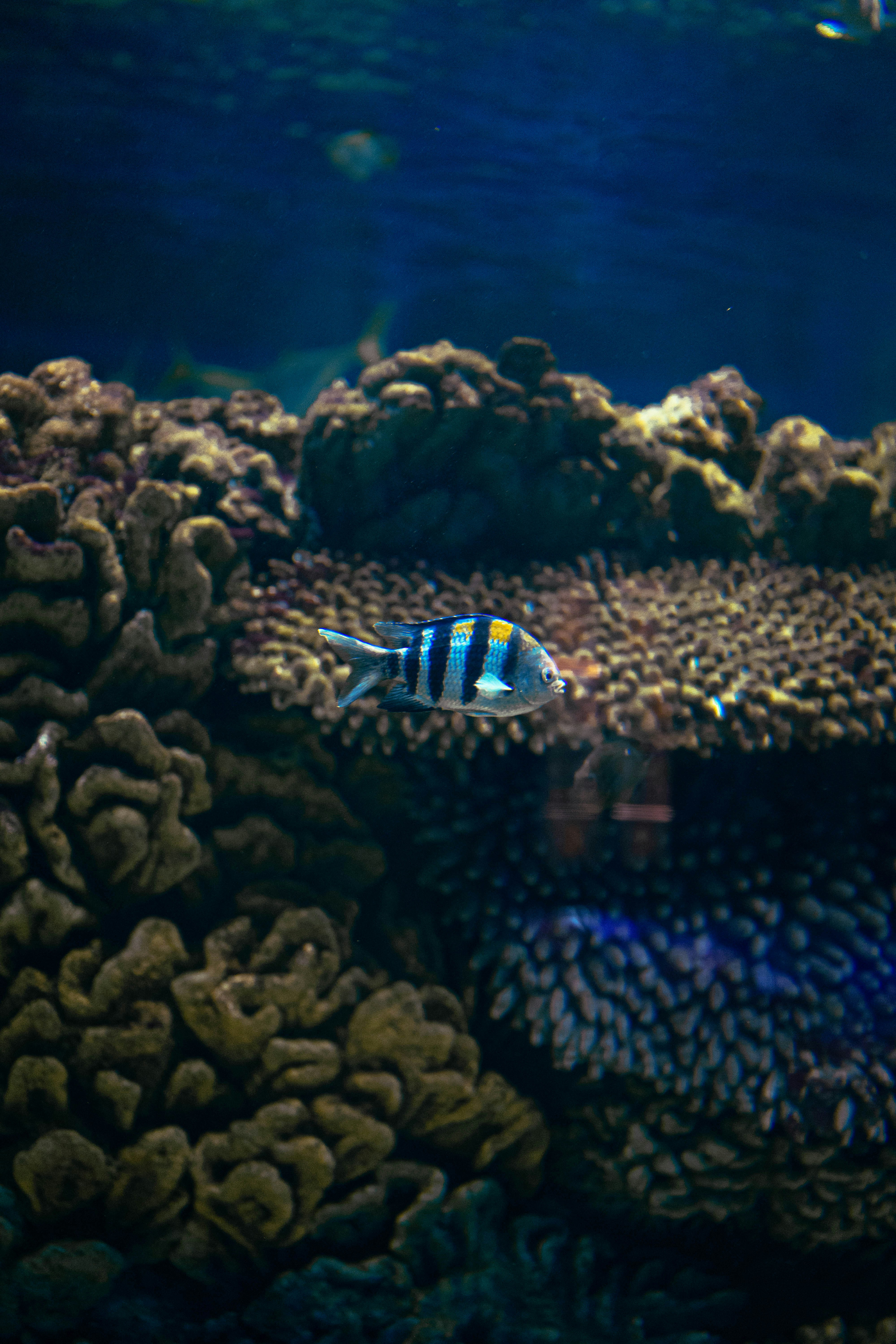 Seekor ikan bergaris berenang di dekat terumbu karang.