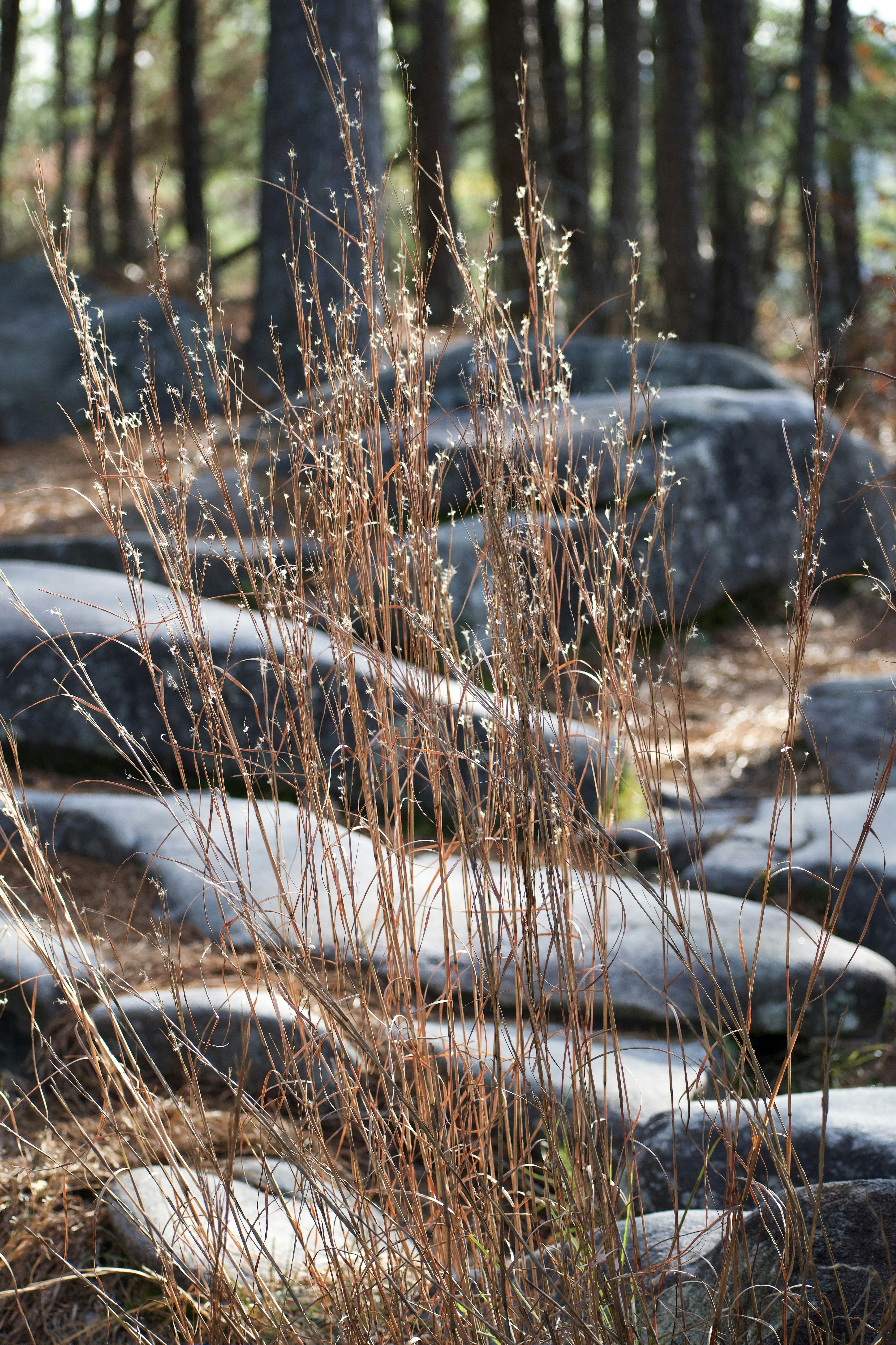 Dry grass stalks with small seed heads in rocky forest