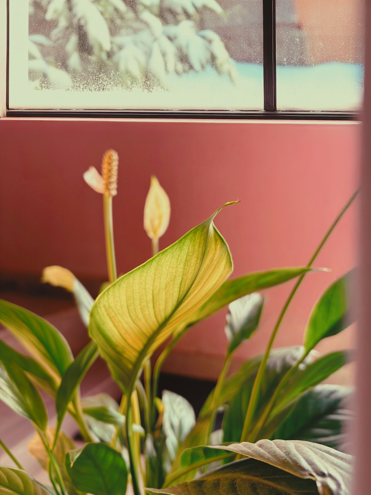 観葉植物の冬にやってはいけない10のこと