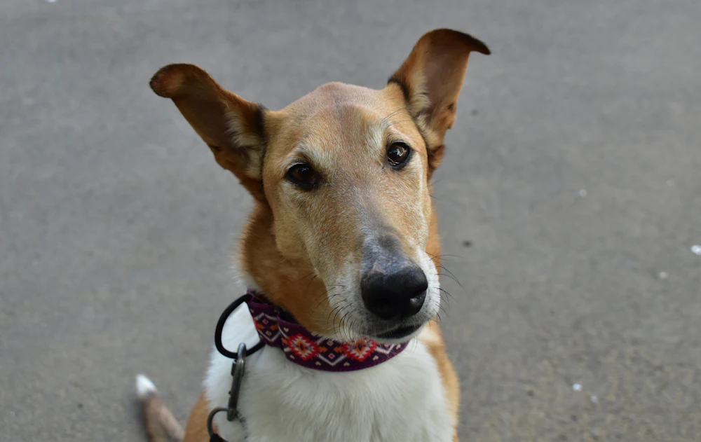 Smooth Collie, photo 3