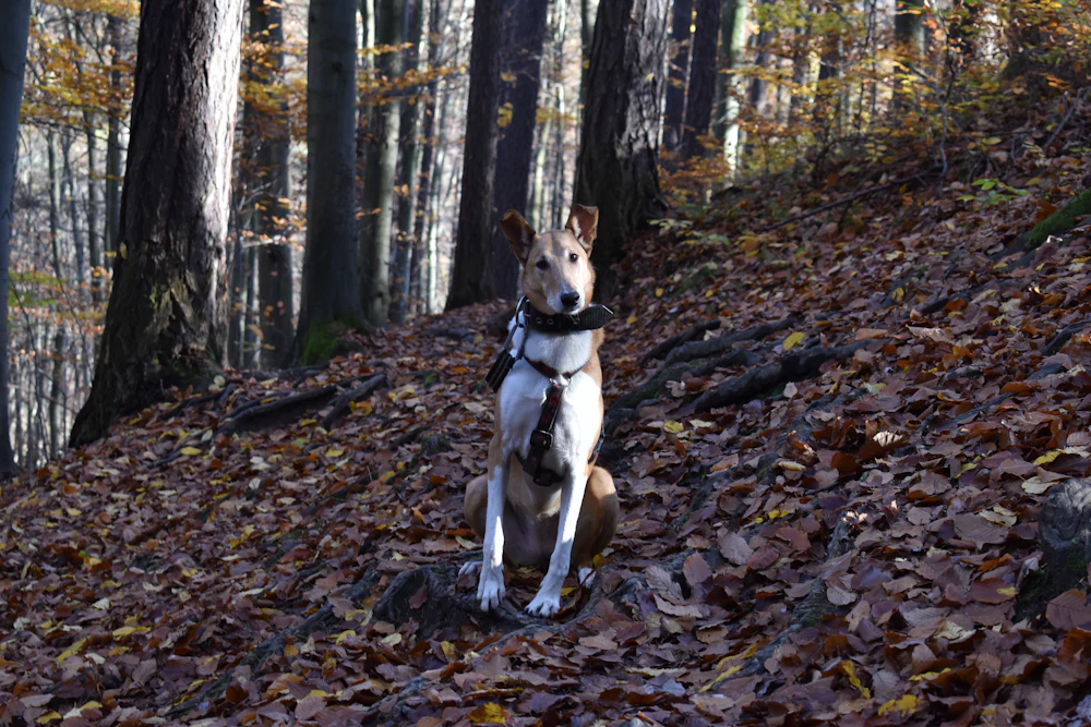 Smooth Collie, photo 4