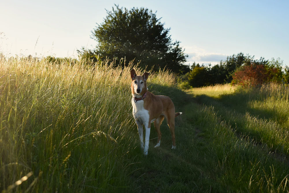 Smooth Collie, photo 5