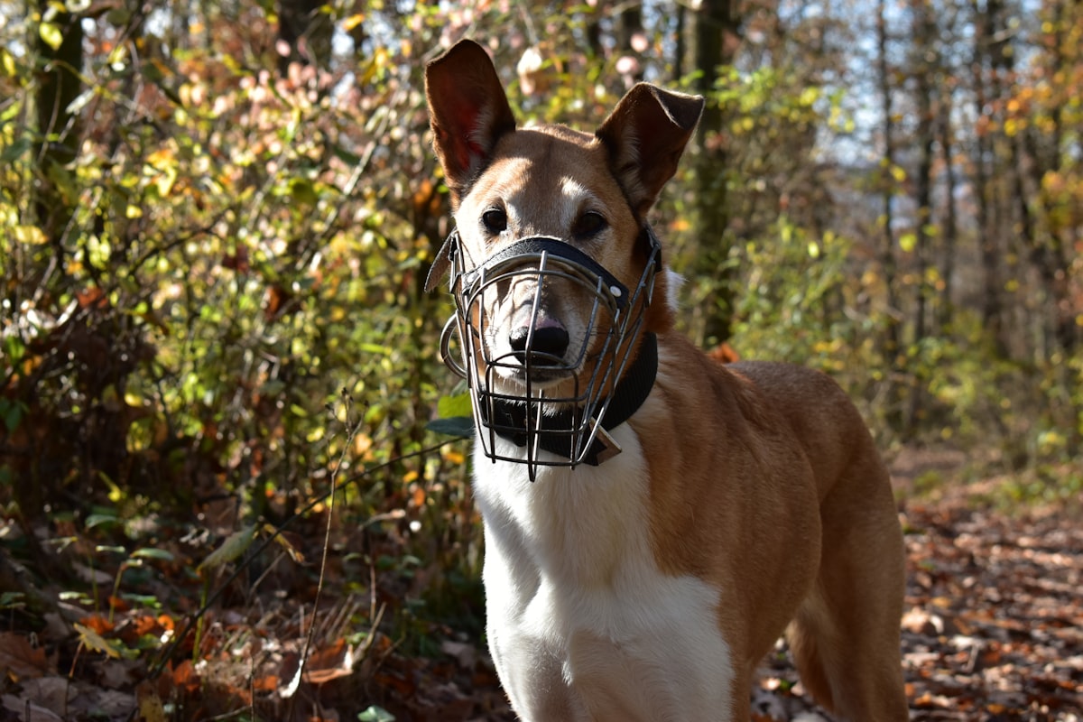 Dog wearing muzzle in forest
