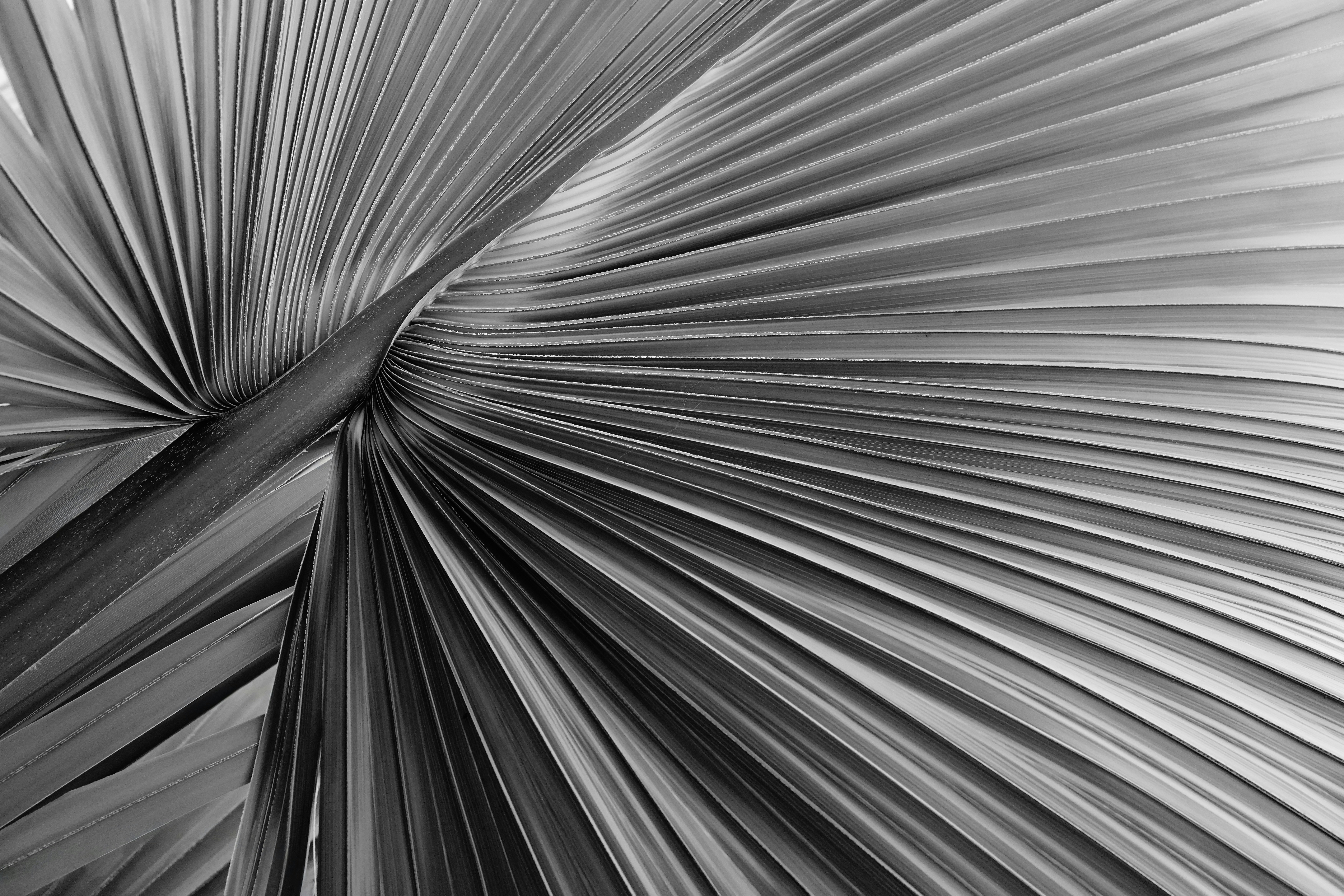 Abstract black and white palm leaf pattern