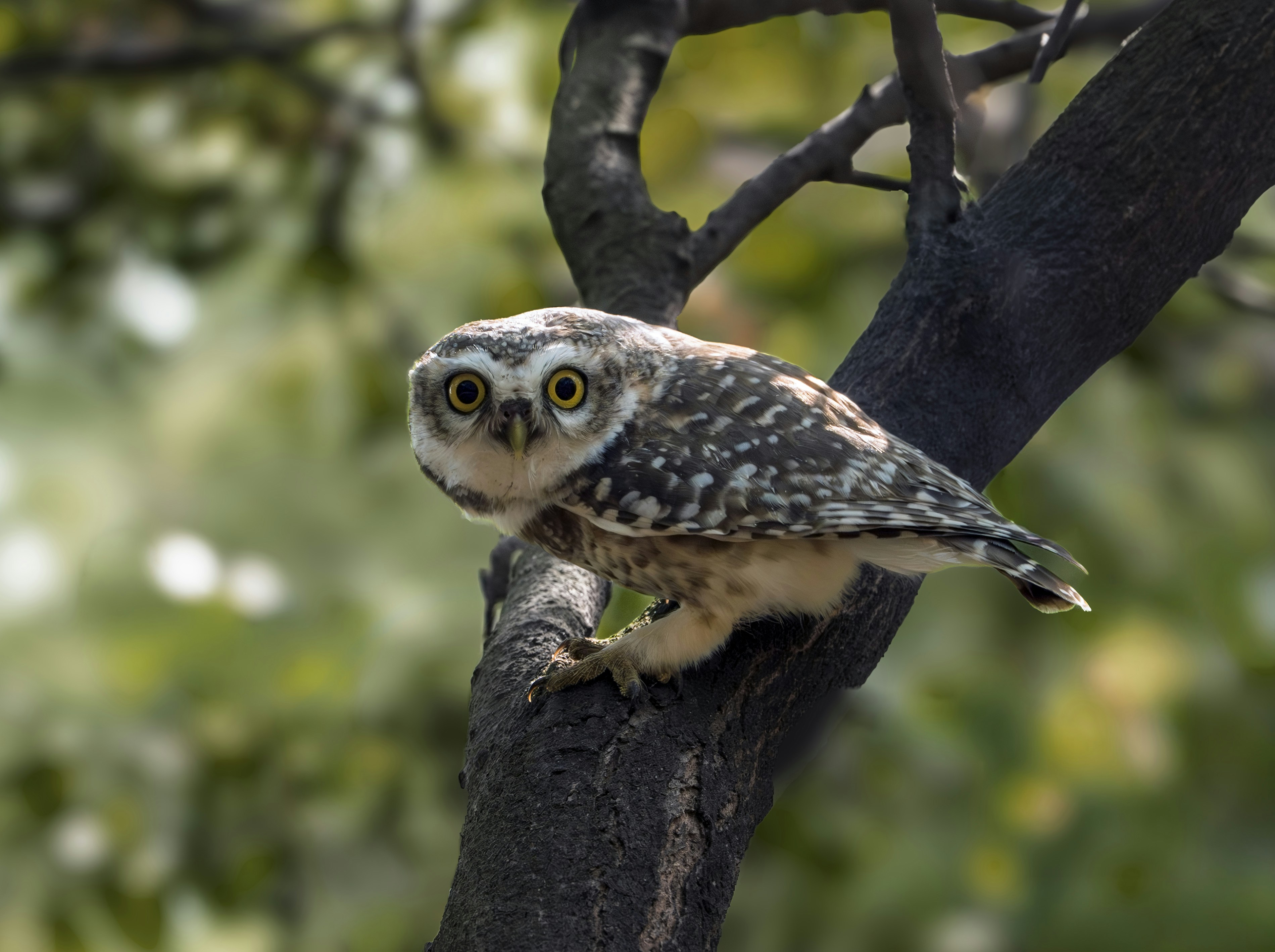 Photo by anubhavsonker