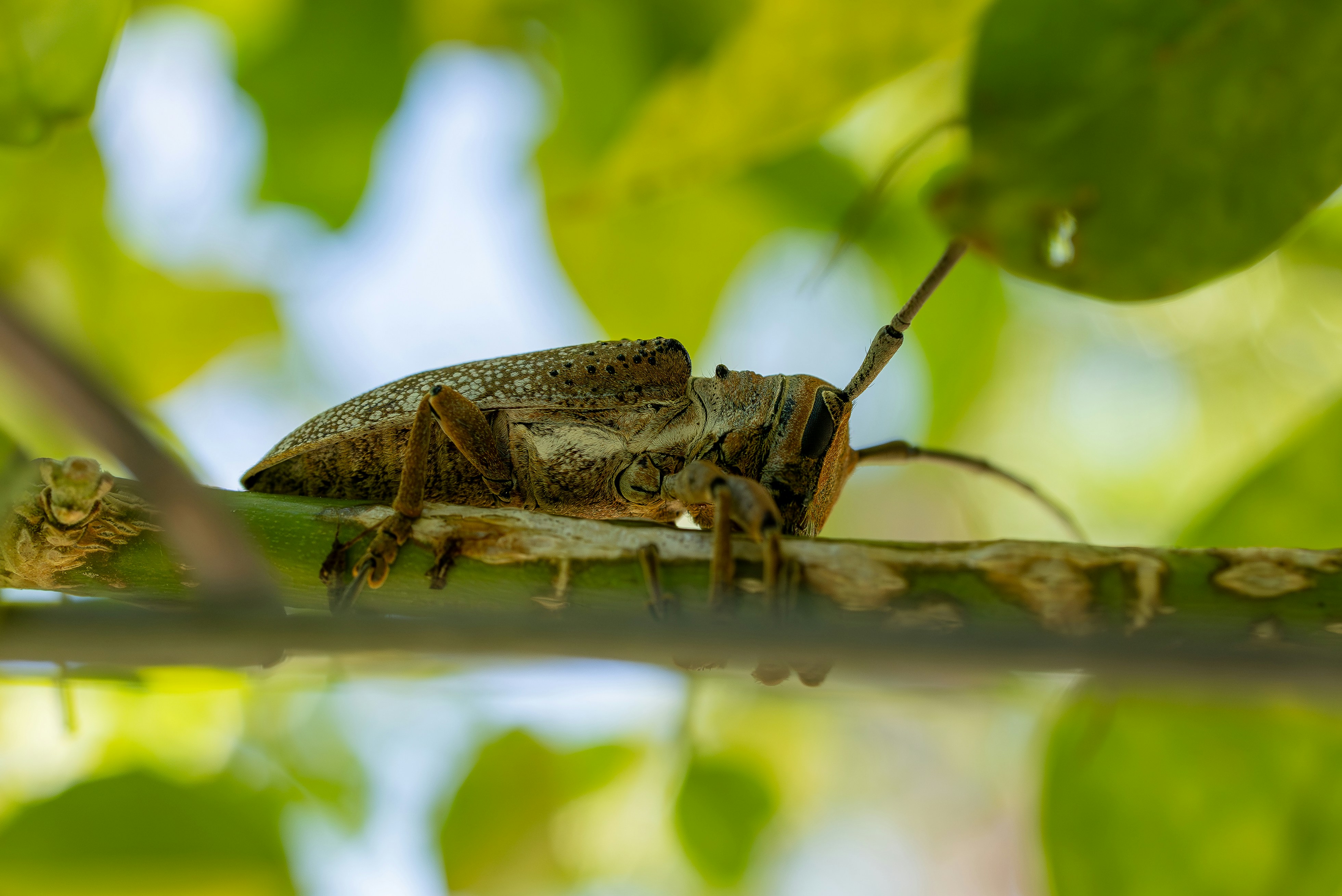 Photo by matheuskprot