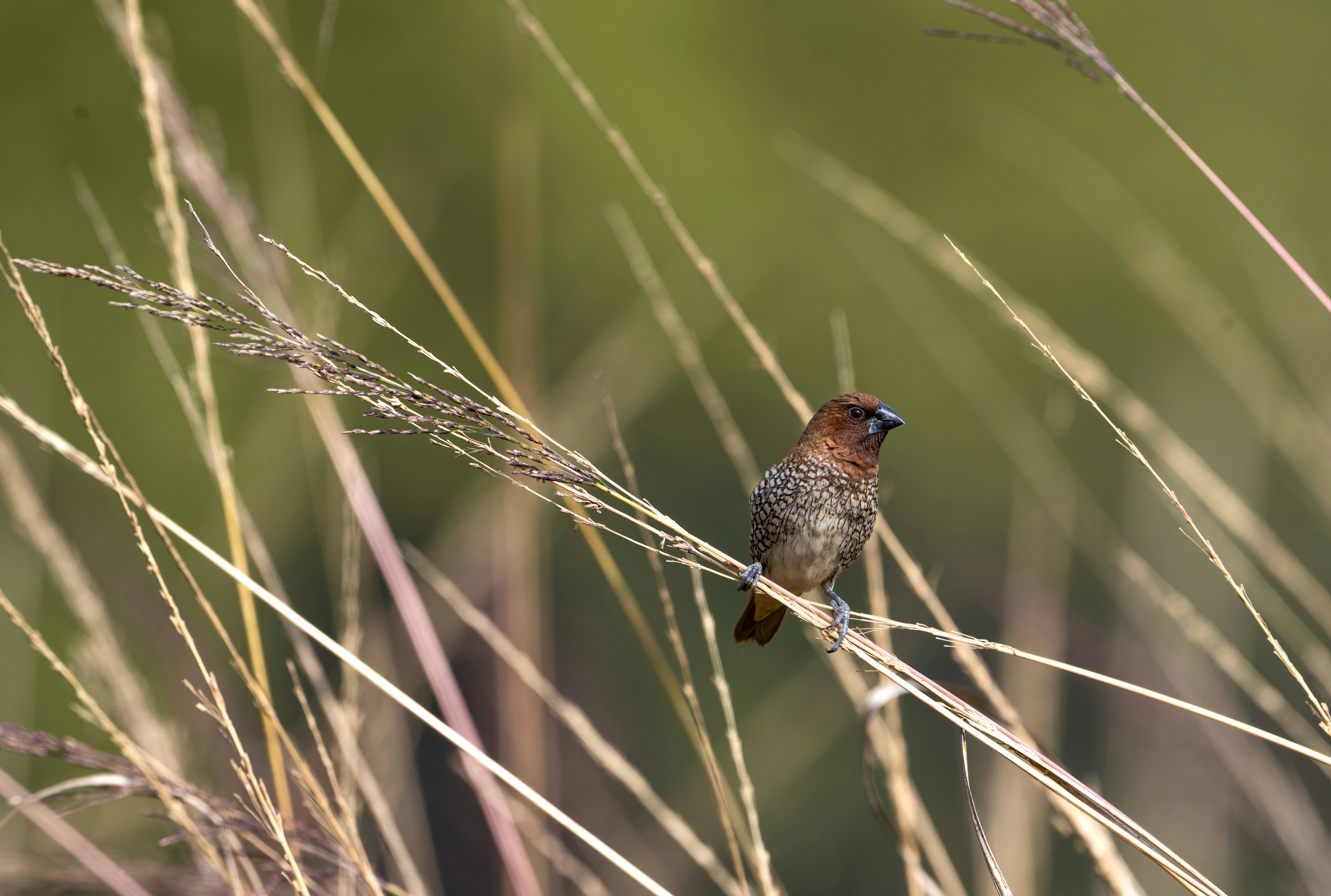 Photo by anubhavsonker