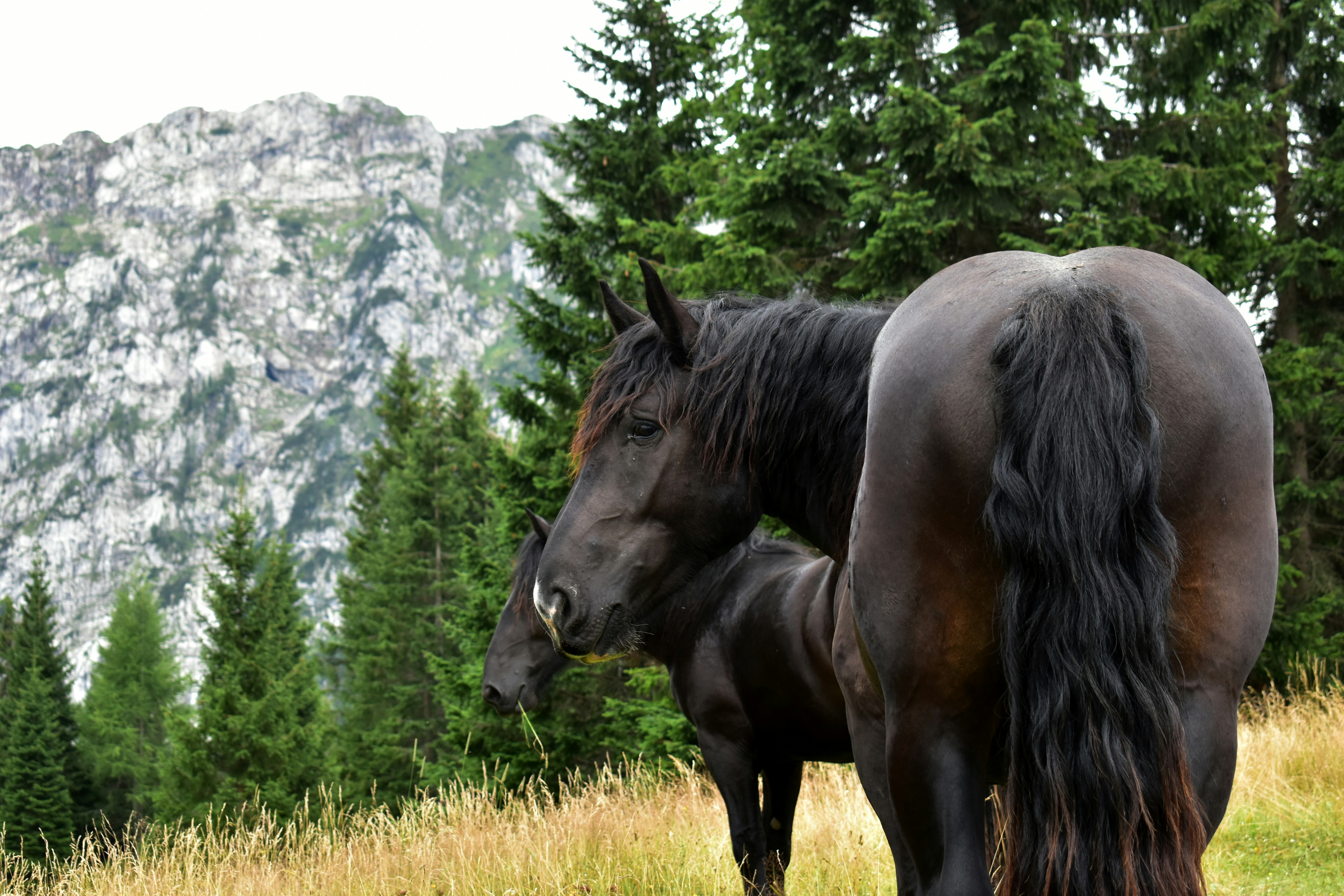 Two horses in a grassy field with mountains.