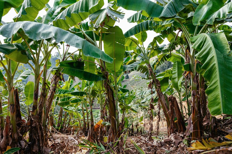 Tall banana trees with large green leaves in a plantation
