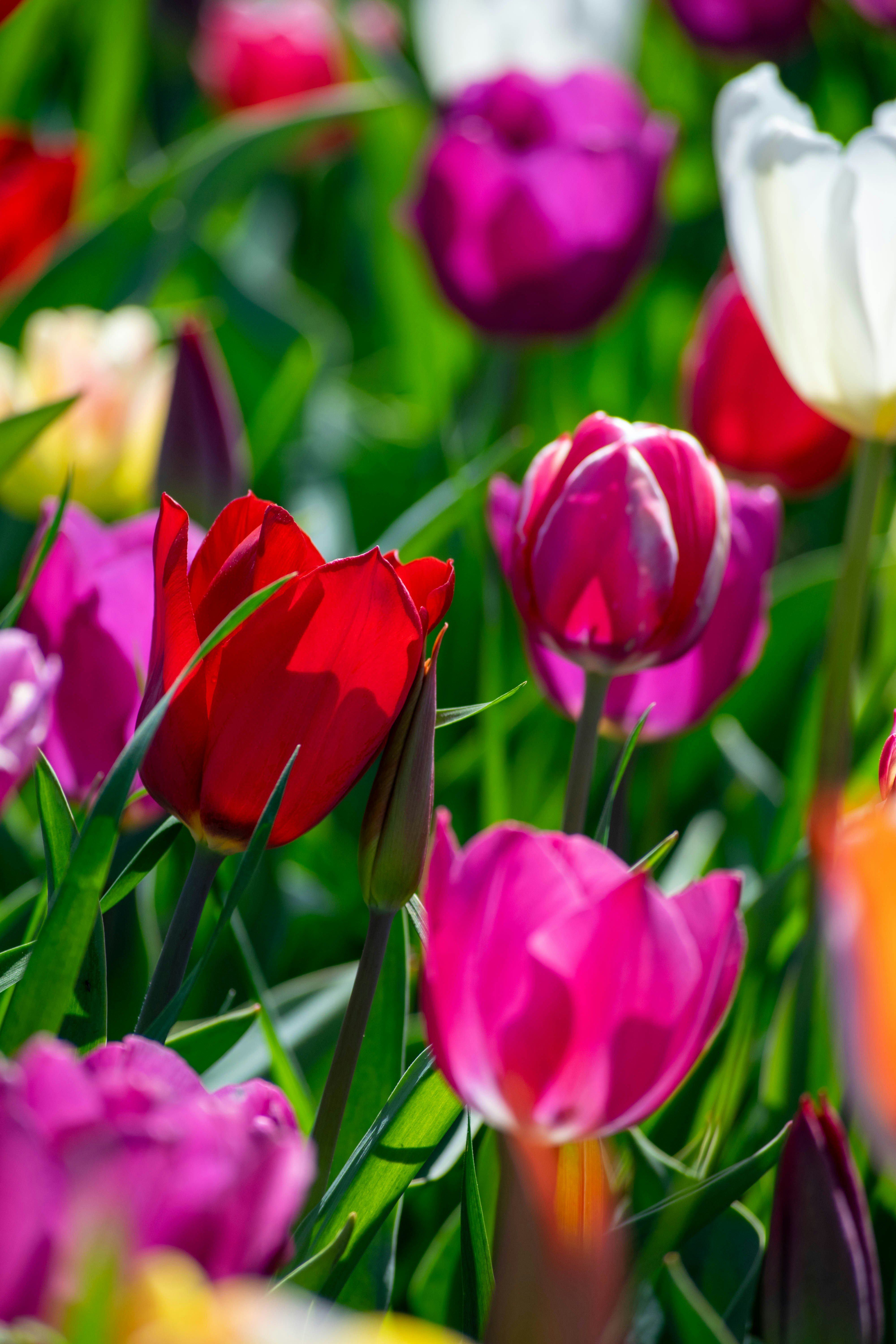 Photo by tea_in_deventer