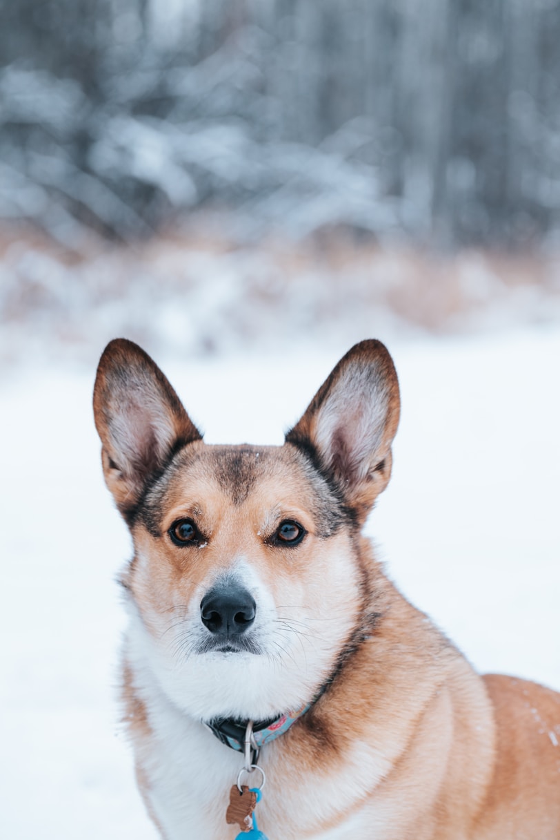 A dog in a snowy forest