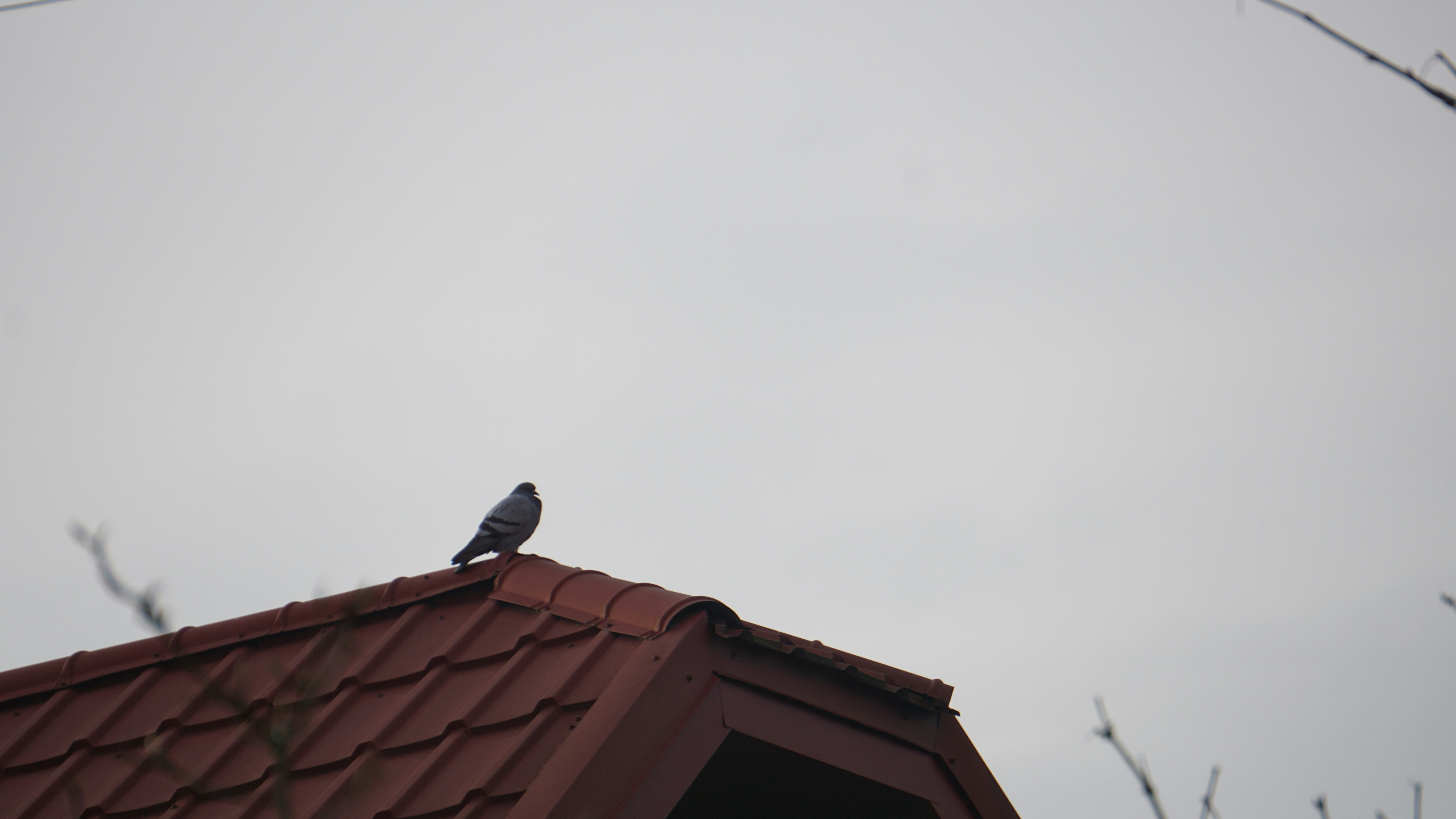 A pigeon perched on a rooftop under a cloudy sky.