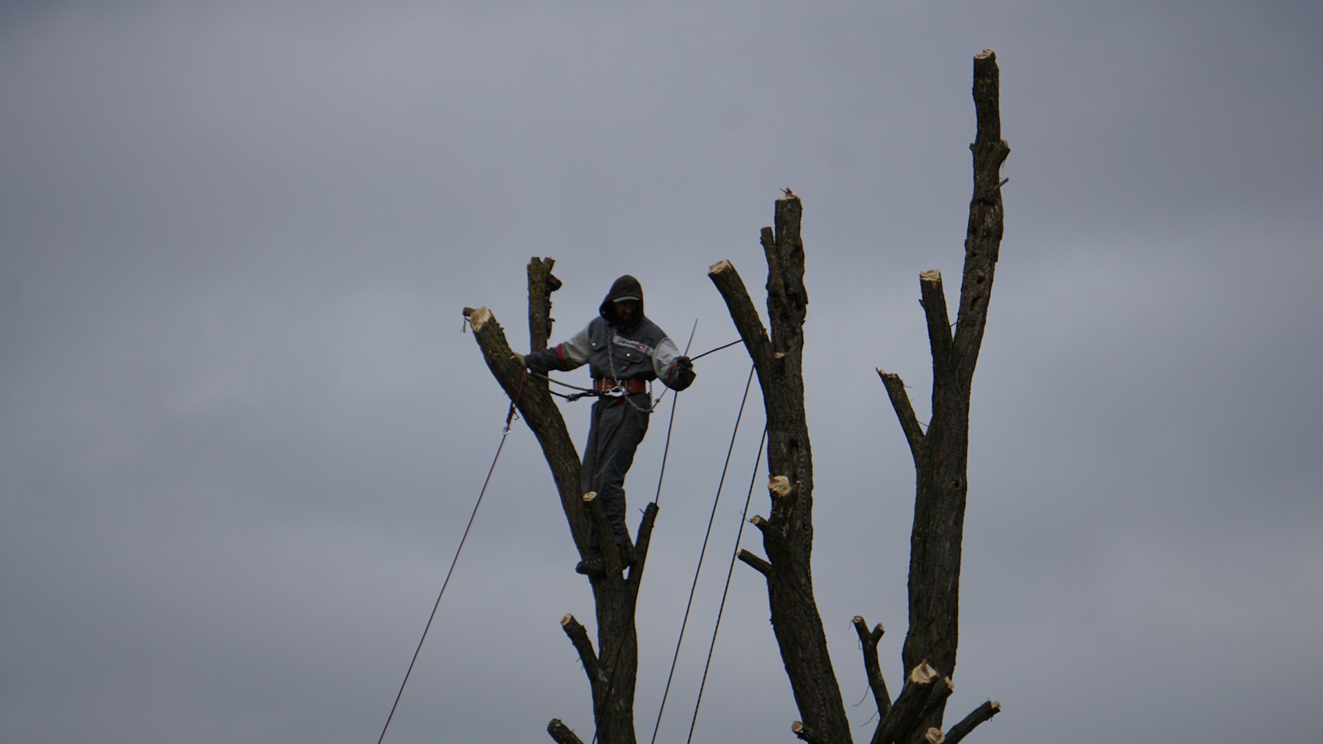 Arborist pruning a tall tree with ropes.