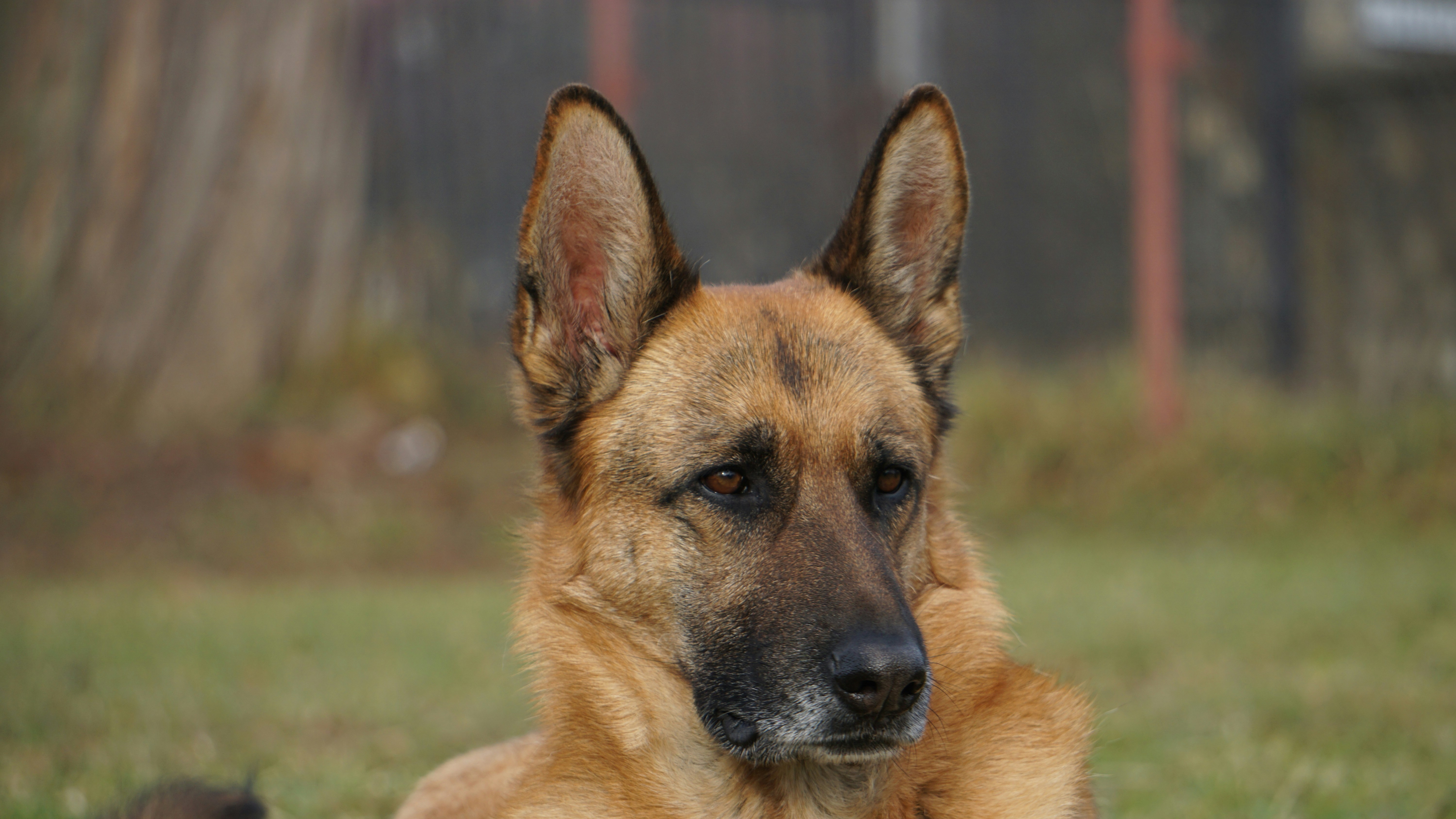 Un berger allemand reste attentivement assis à l'extérieur. photo – Image  gratuite de Animal sur Unsplash, image size:3000x1688
