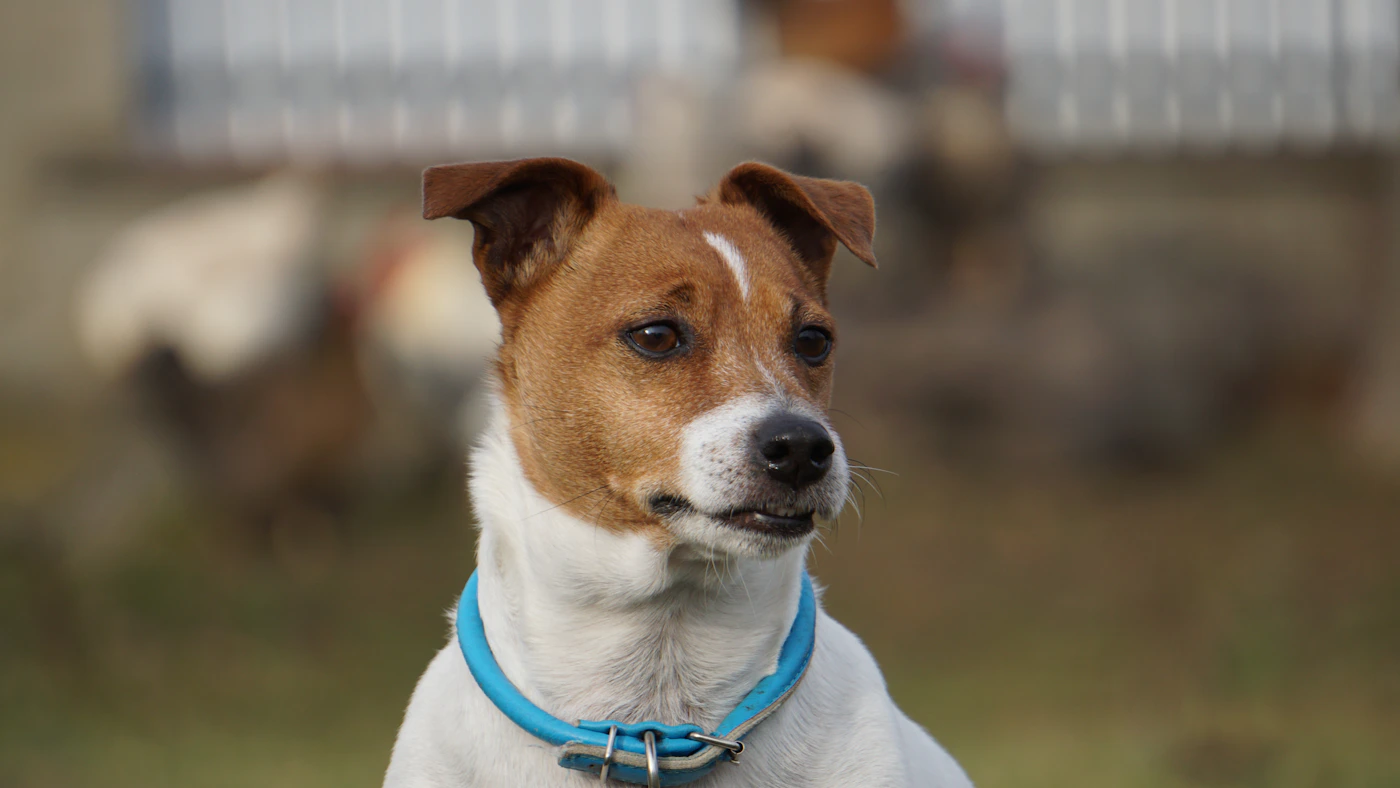Alert Jack Russell terrier wearing a blue tracking-style collar in a field