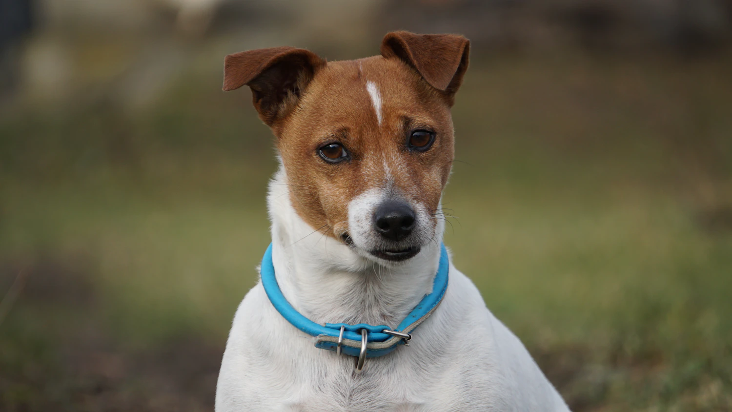 A Jack Russell terrier wearing a blue smart collar outdoors