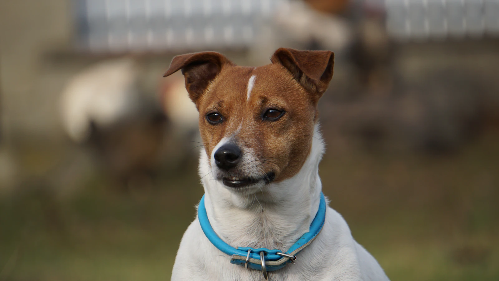 Traceur GPS pour animal : comment bien choisir
