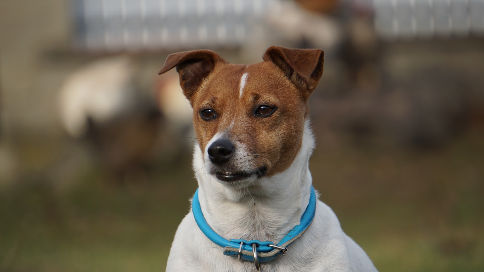 The Jack Russell Terrier: A Complete Field Guide