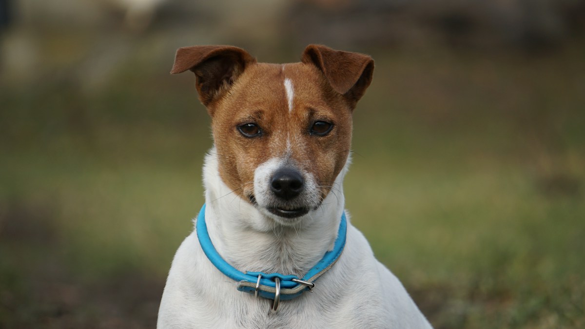 Jack Russell Terrier de coleira azul sentado ao ar livre, olhando para a câmera