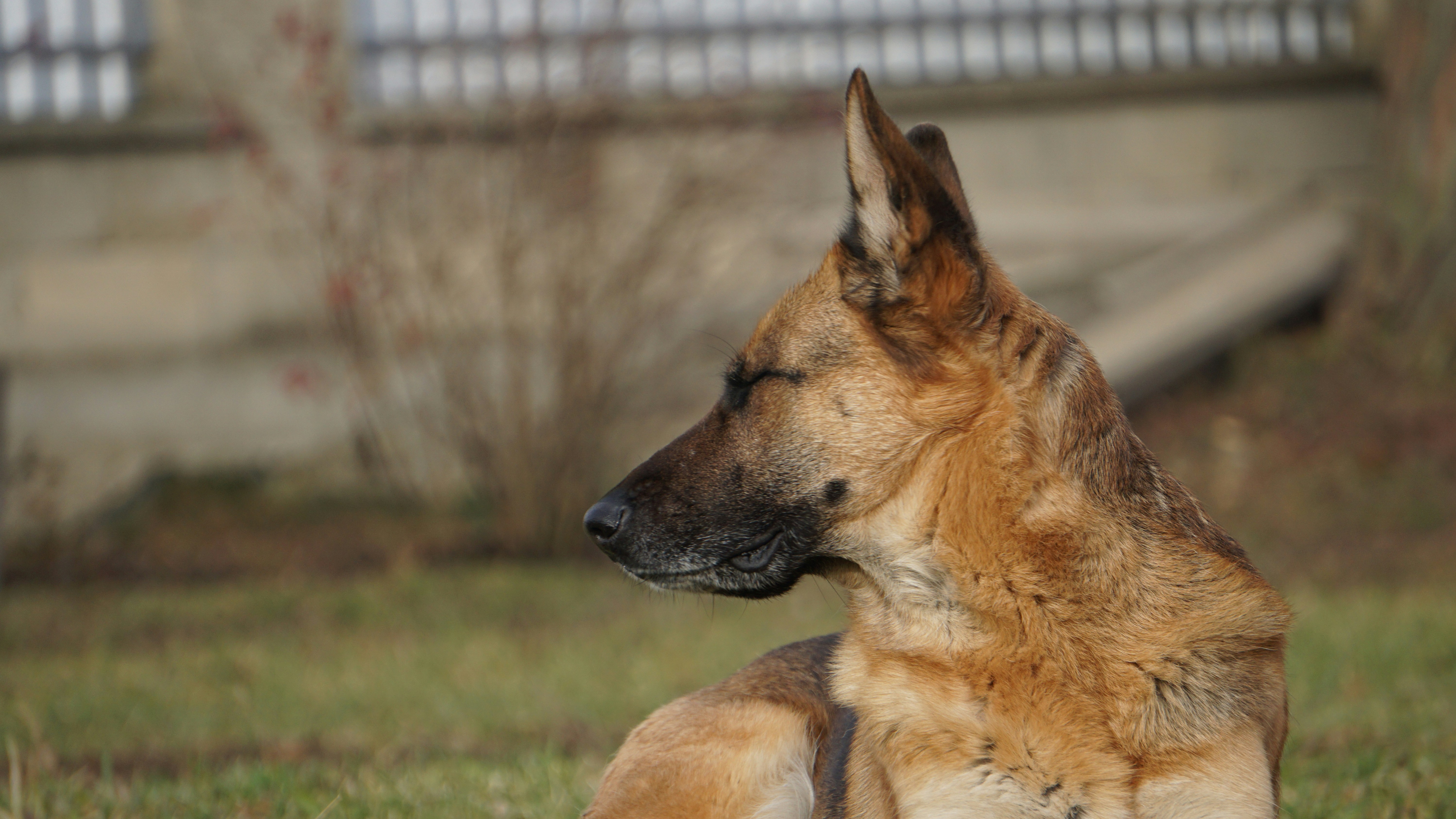 A german shepherd dog sits outdoors on grass.