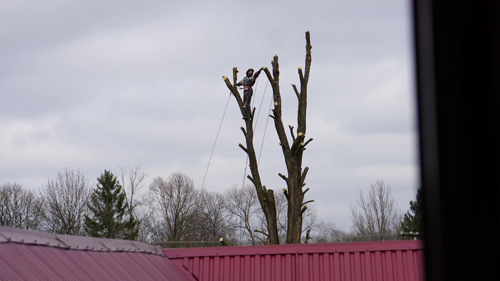 An arborist working on ropes in the crown of a large tree