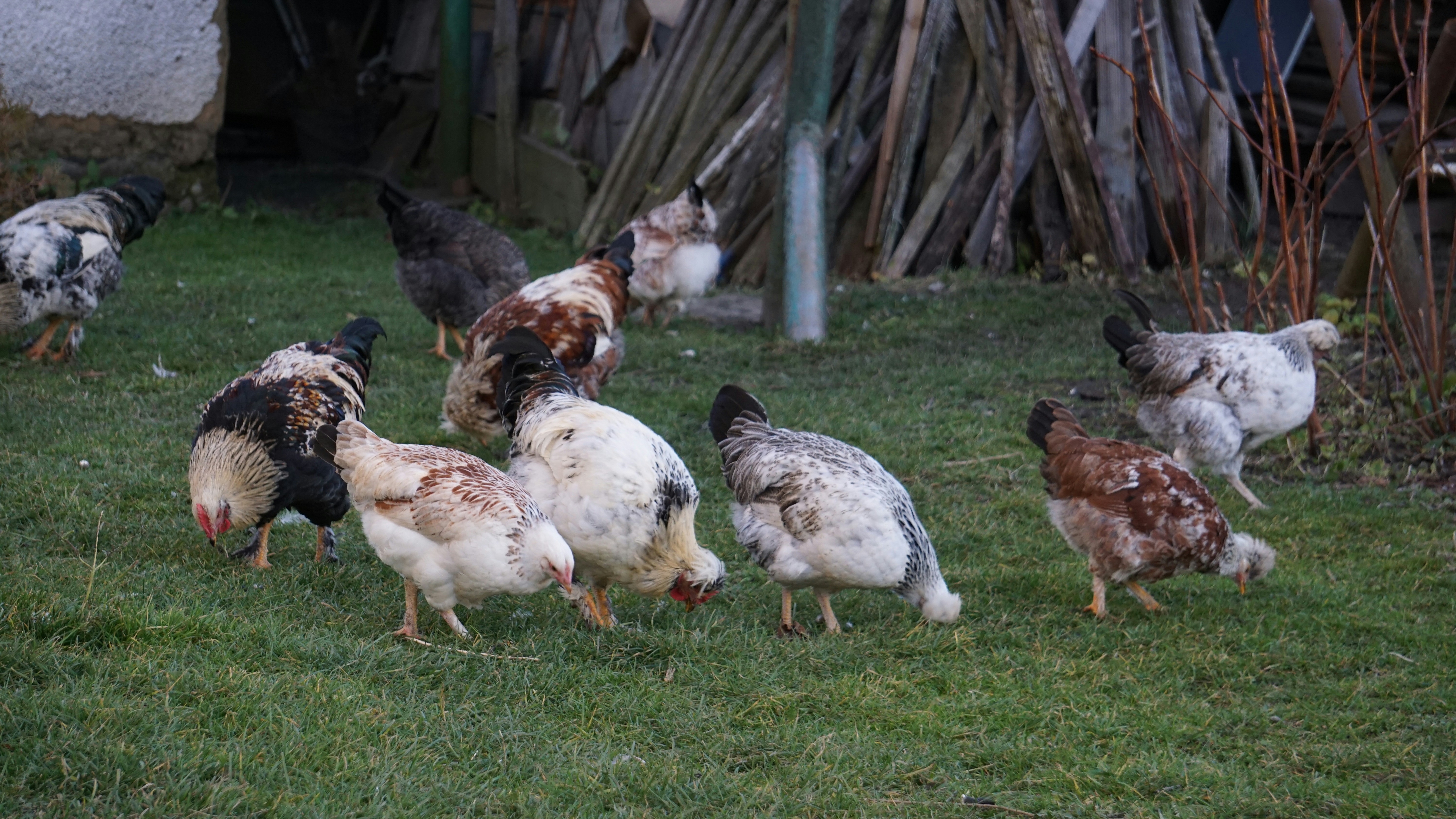 A flock of chickens foraging on a grassy area.