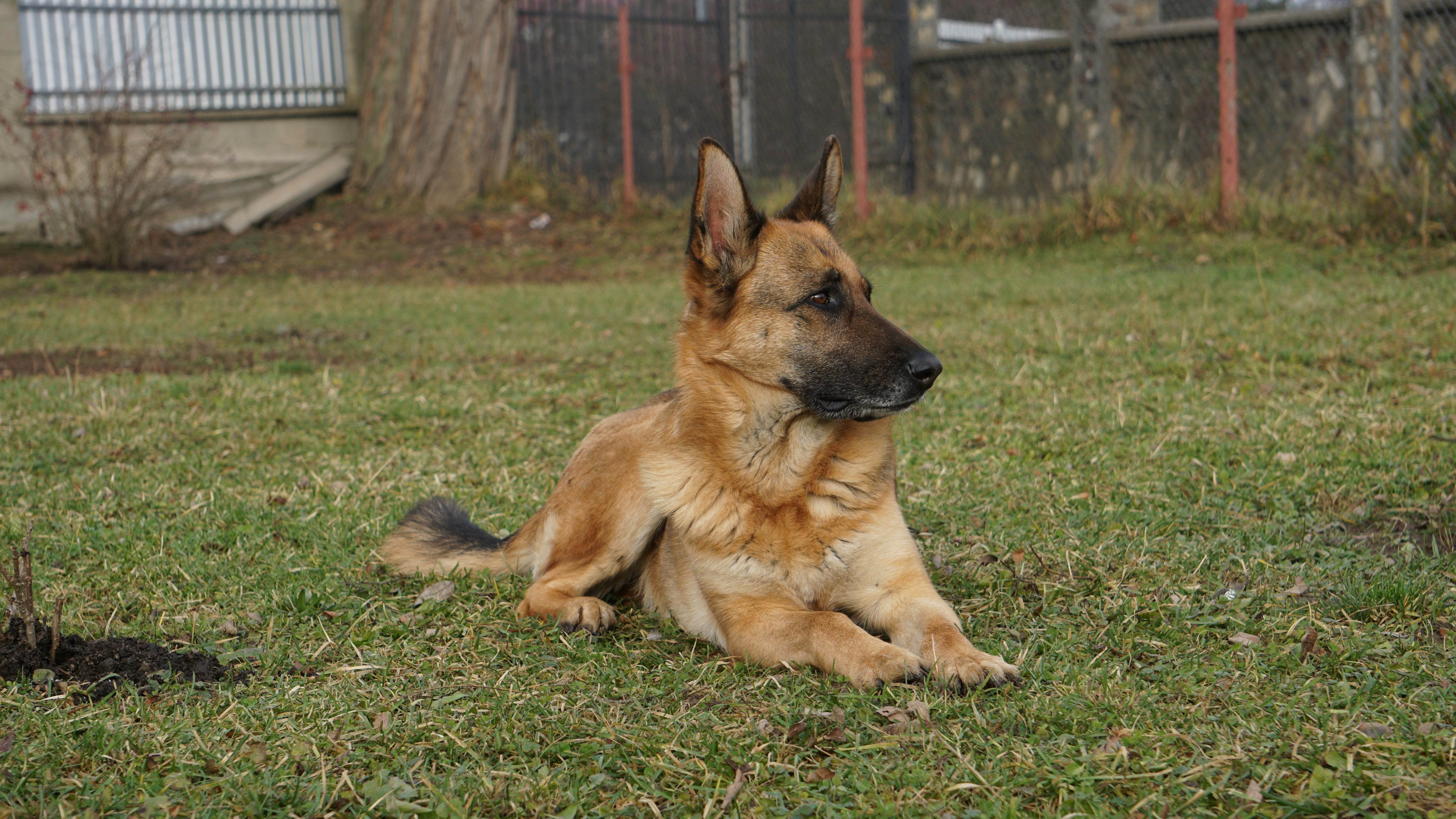 Chien berger allemand allongé sur de l'herbe verte à l'extérieur. photo –  Image gratuite de Animal sur Unsplash, image size:3000x1688