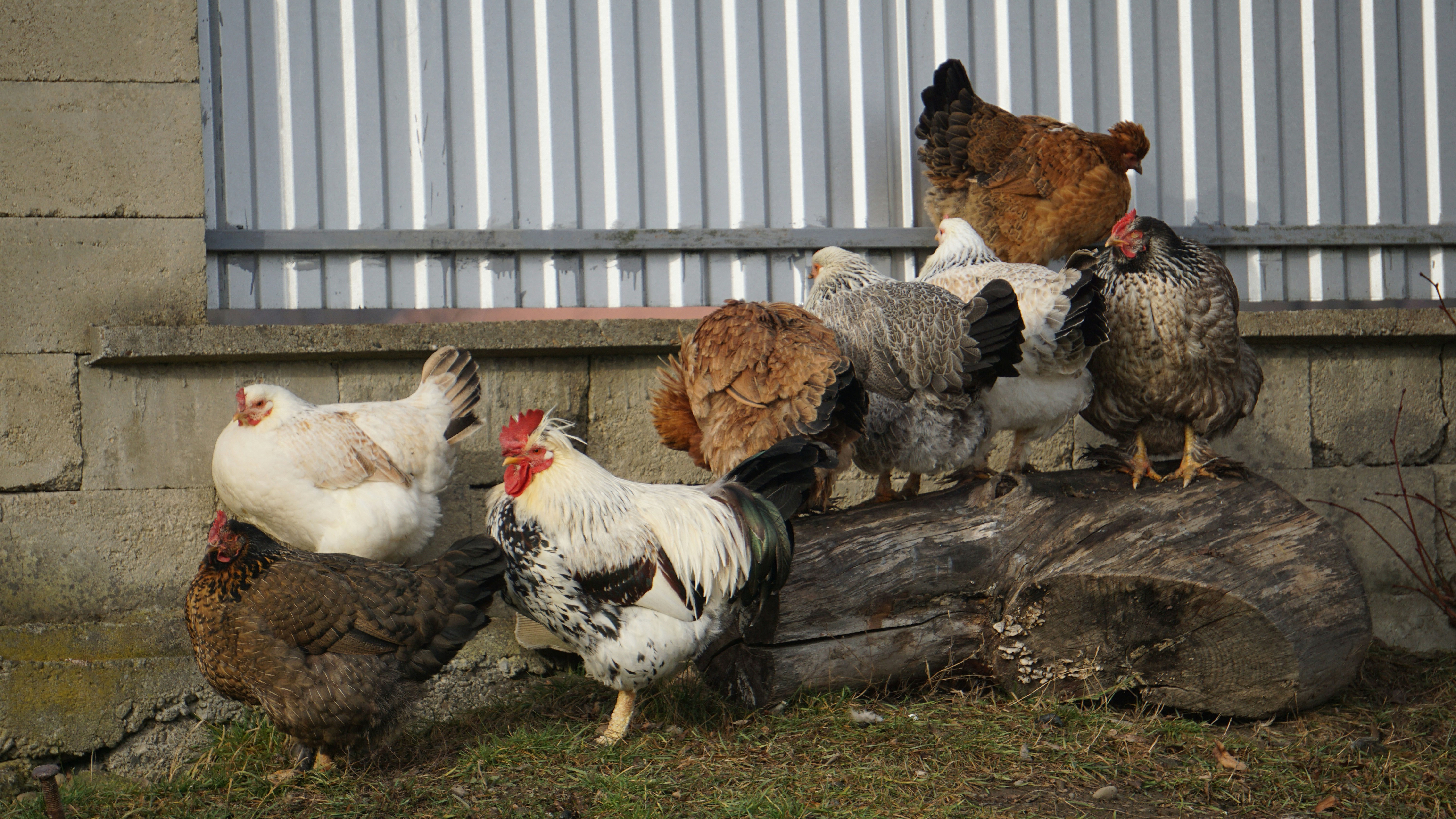 A group of chickens gathered on a log.