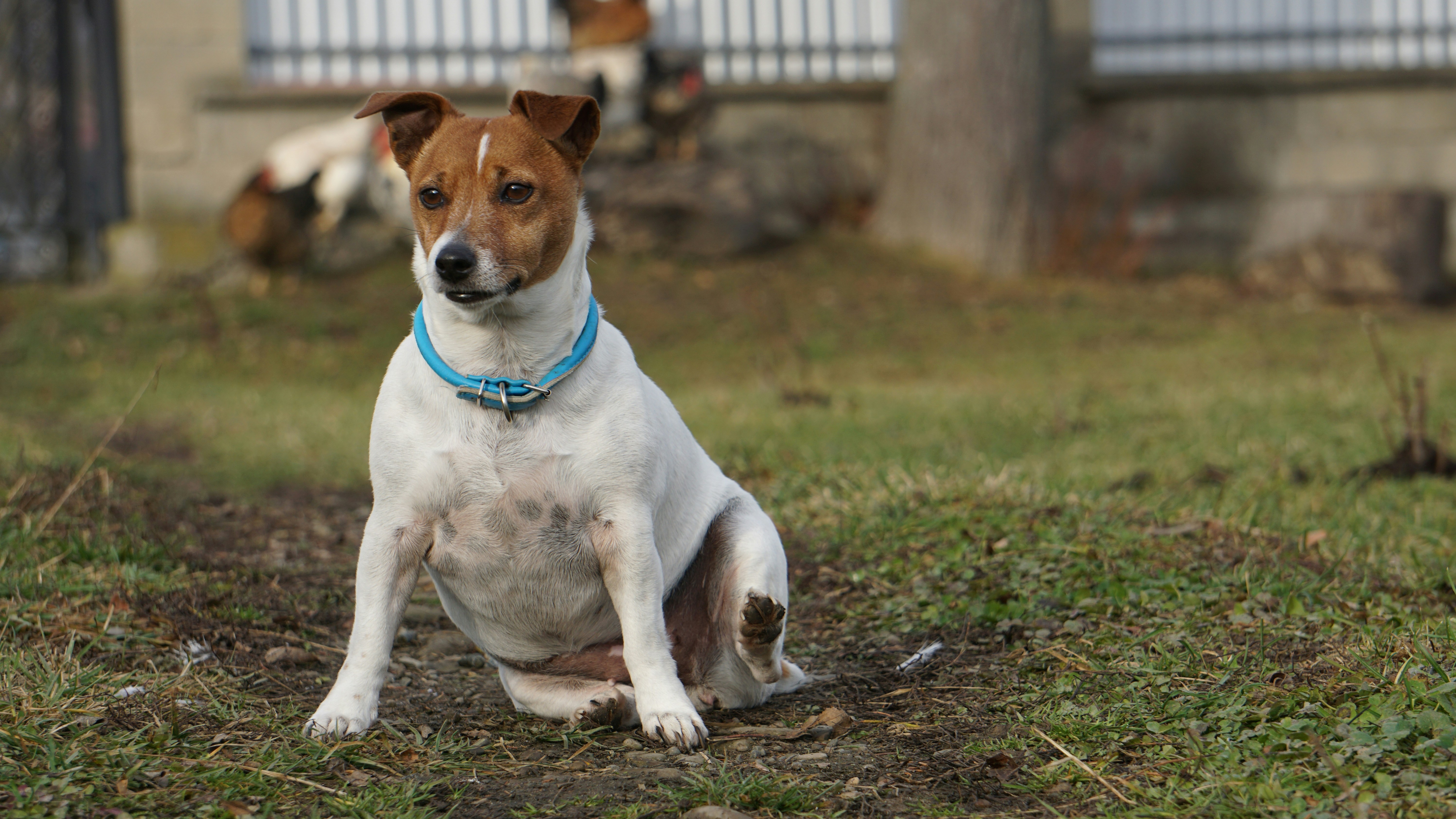 Jack russell terrier sitting on grass with blue collar