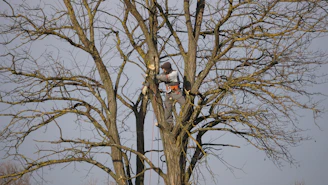 Arborist pruning a large tree with safety harness.