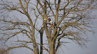 Arborist pruning a large tree with safety harness.