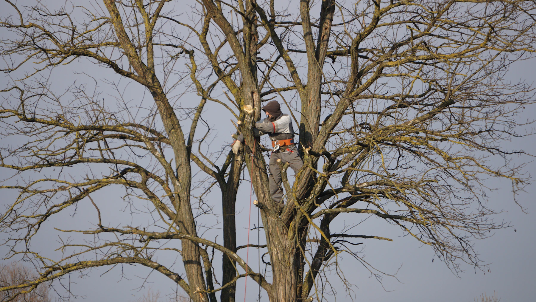 Arborist pruning a large tree while secured with a safety harness