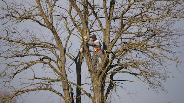 Arborist with climbing harness pruning tree