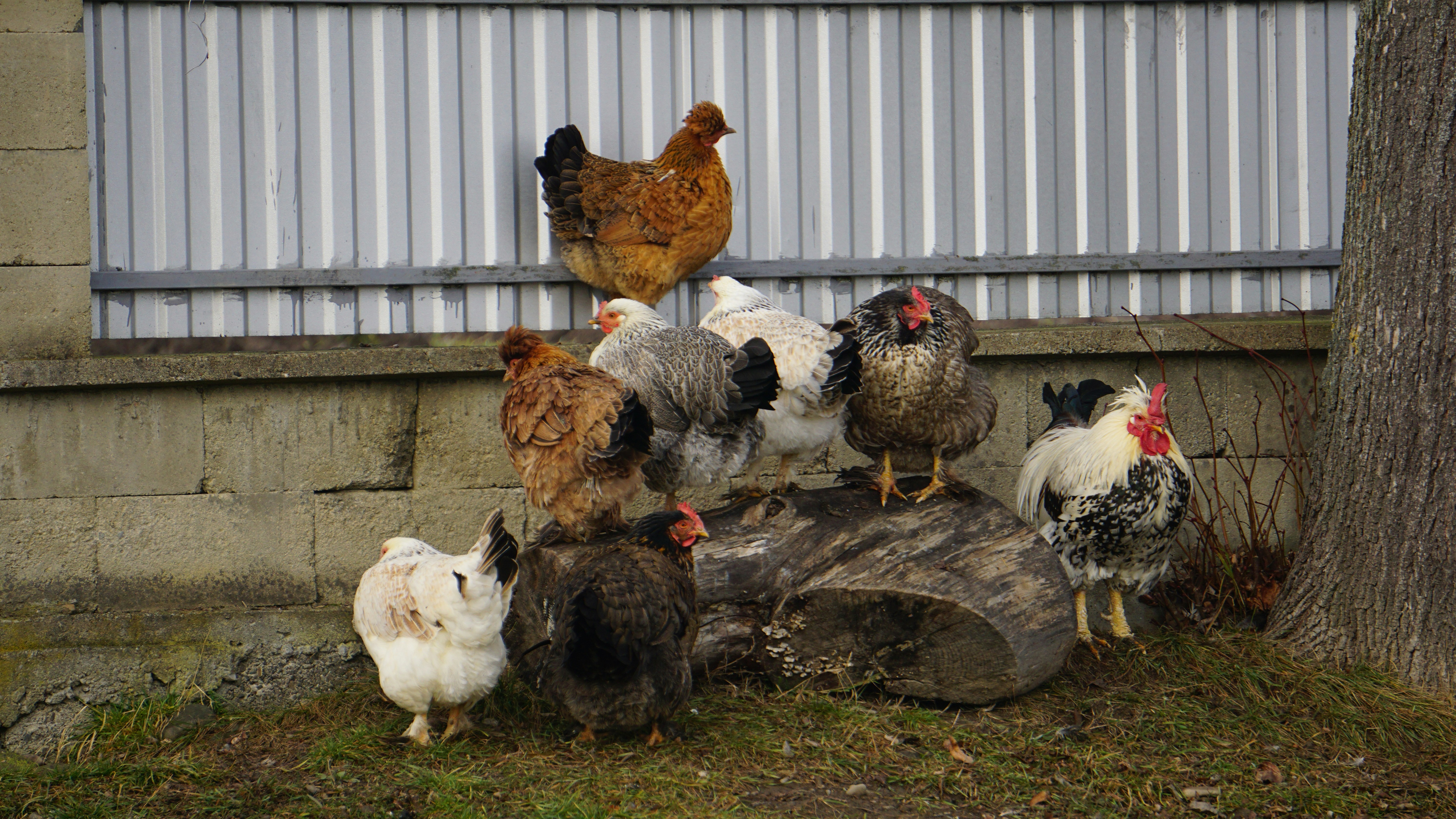A flock of chickens gathered around a log.