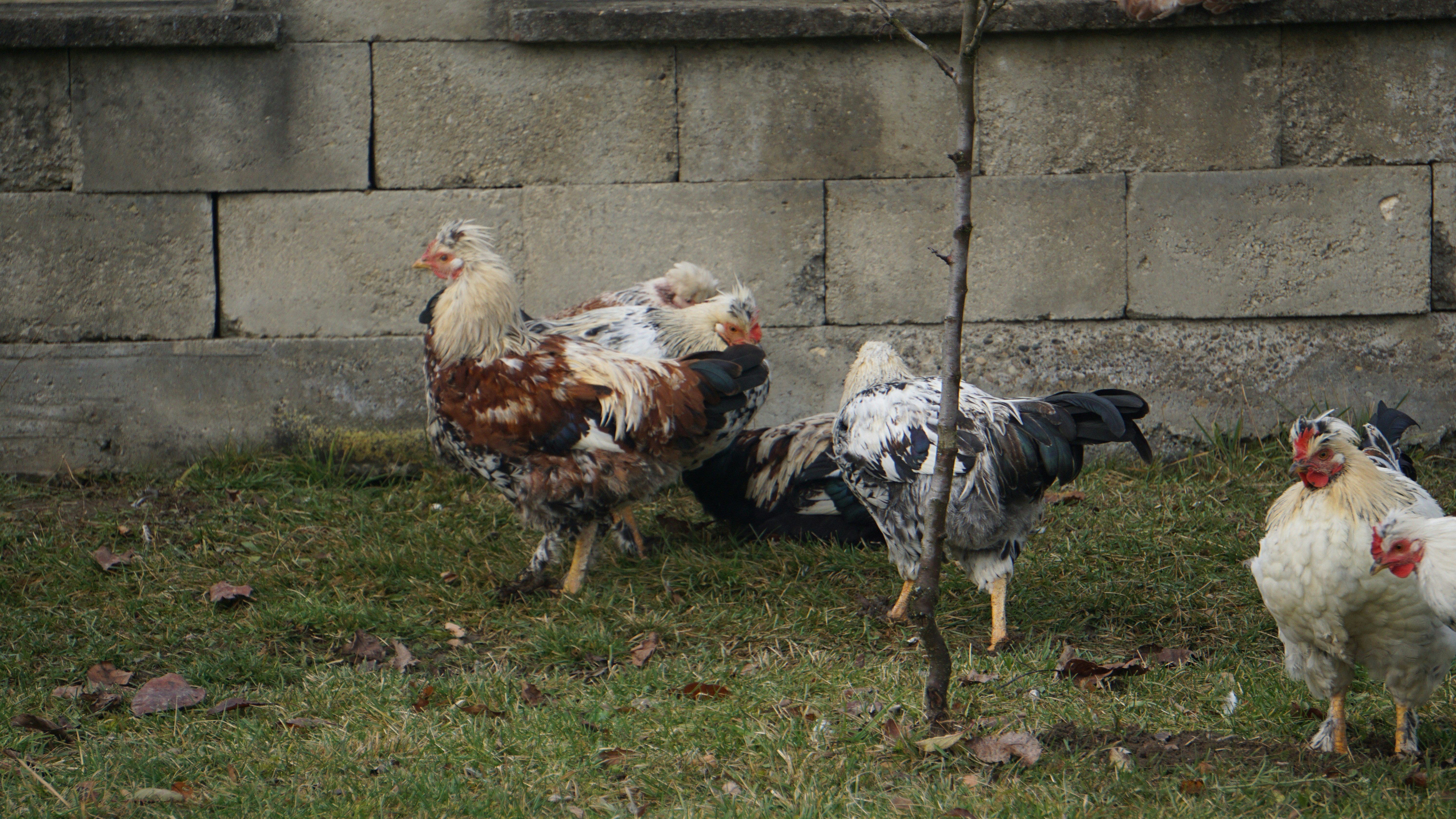 Several chickens wander on grassy ground near wall.