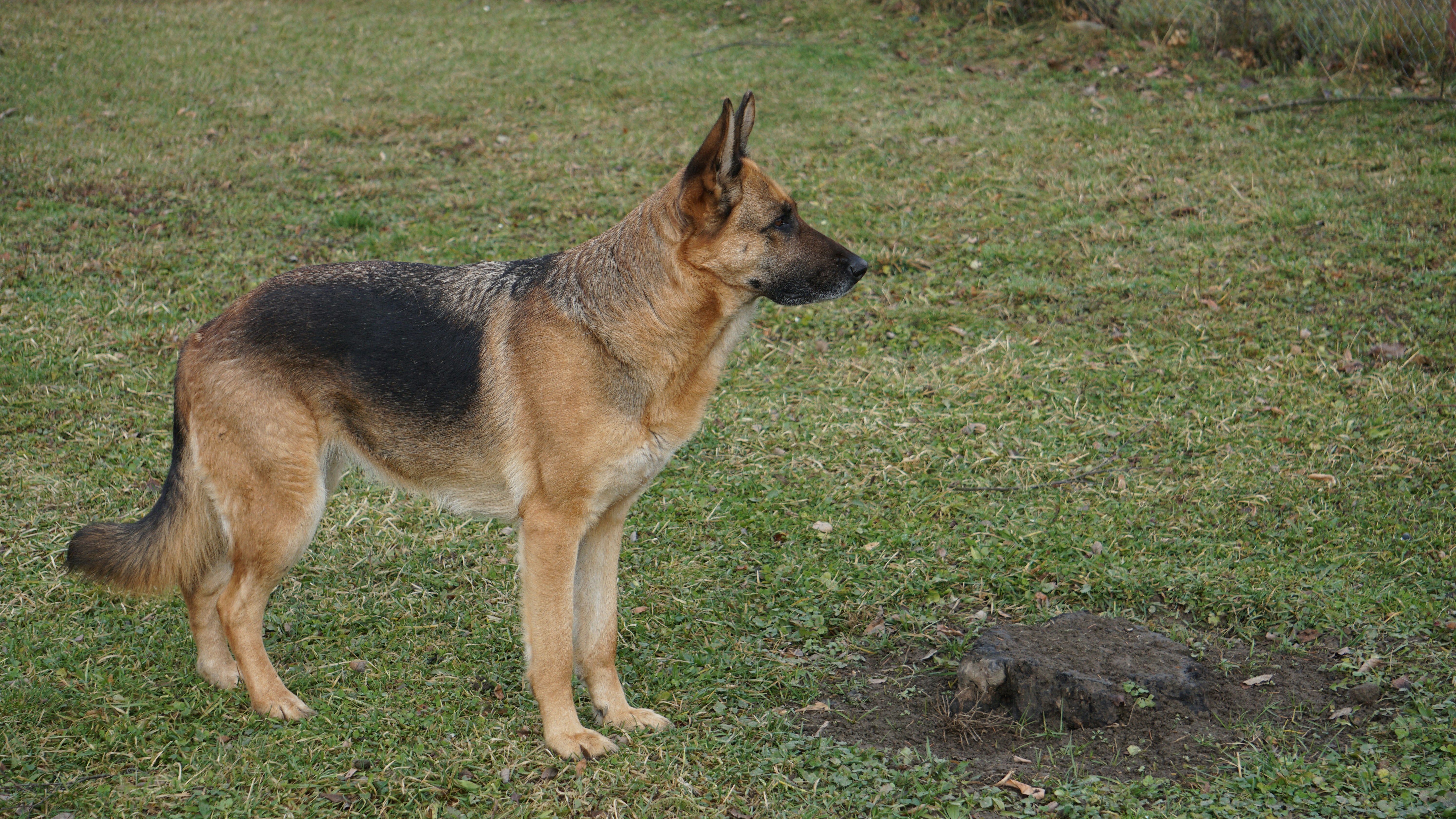 German shepherd standing on grassy field