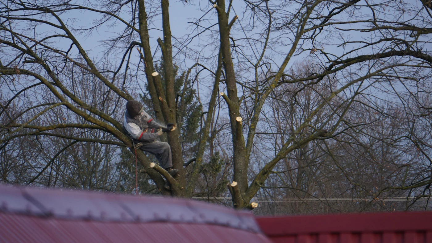 Arborist pruning the upper canopy of a tall beech