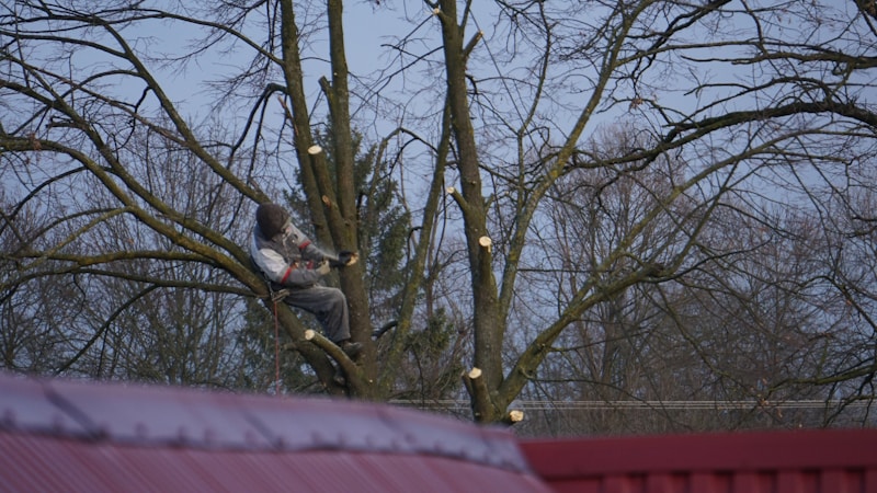 Professional tree trimmer pruning branches of a large tree