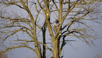 Hawk perched on a bare tree branch