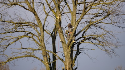 Hawk perched on a bare tree branch